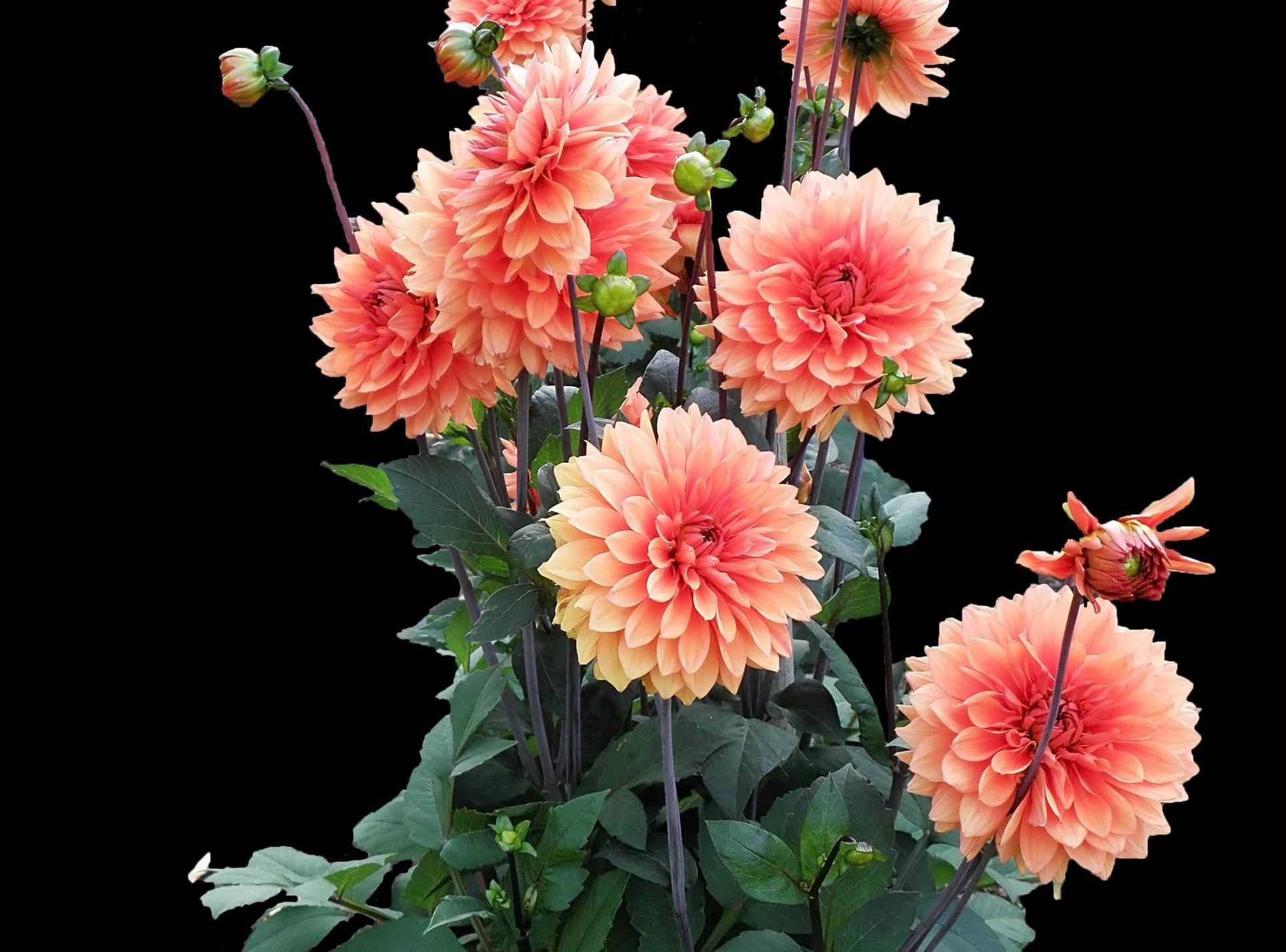 outdoors, flower, backgrounds, leaf, inflorescence, orange Color, studio shot, marigold, dahlia, rose - Flower, flowers, yellow, gerbera Daisy, springtime, HD Wallpaper