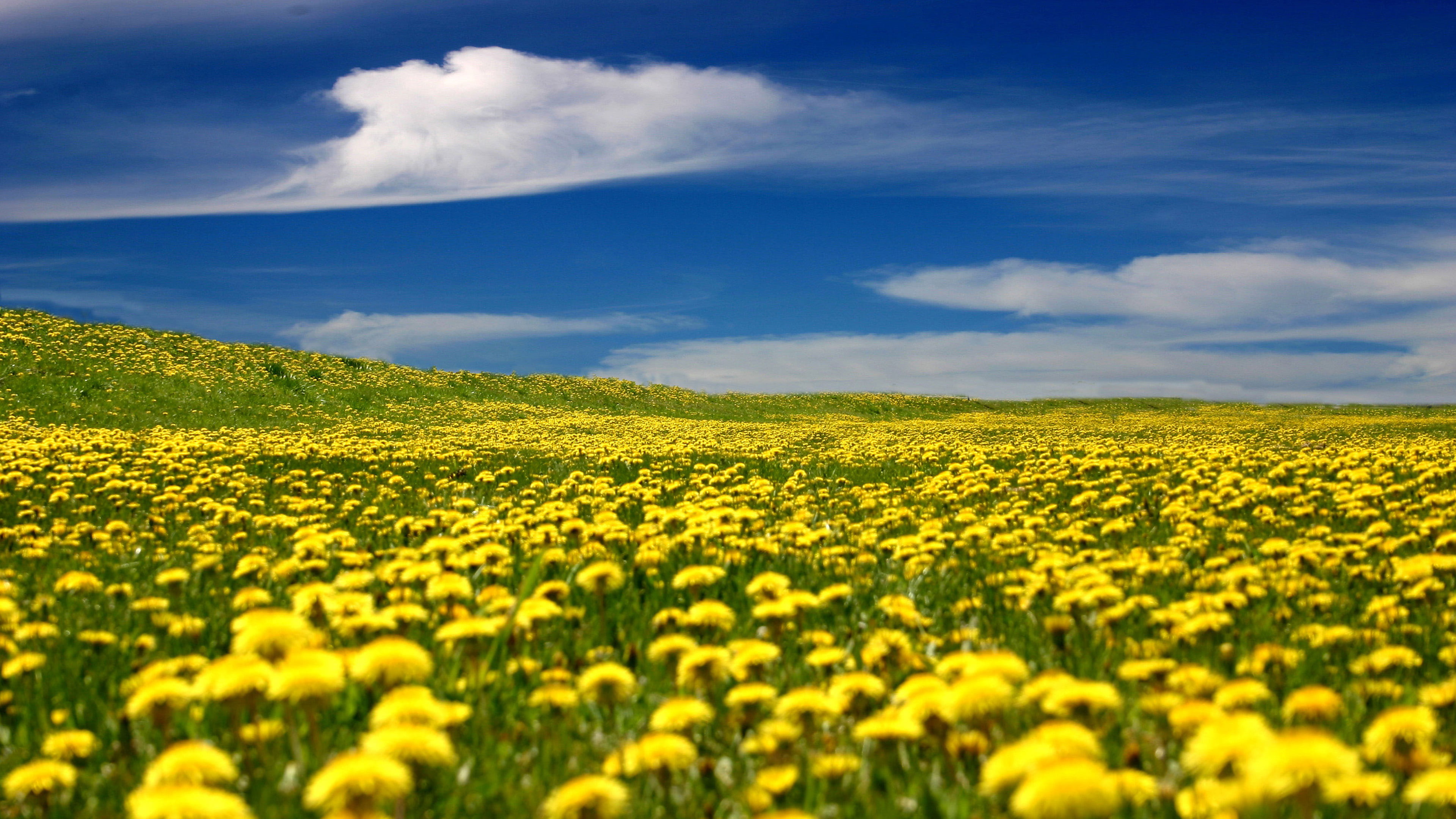 oilseed rape, flower, flowering plant, environment, farm, plant, beauty in nature, fields, outdoors, tranquility, tranquil scene, field, land, HD Wallpaper