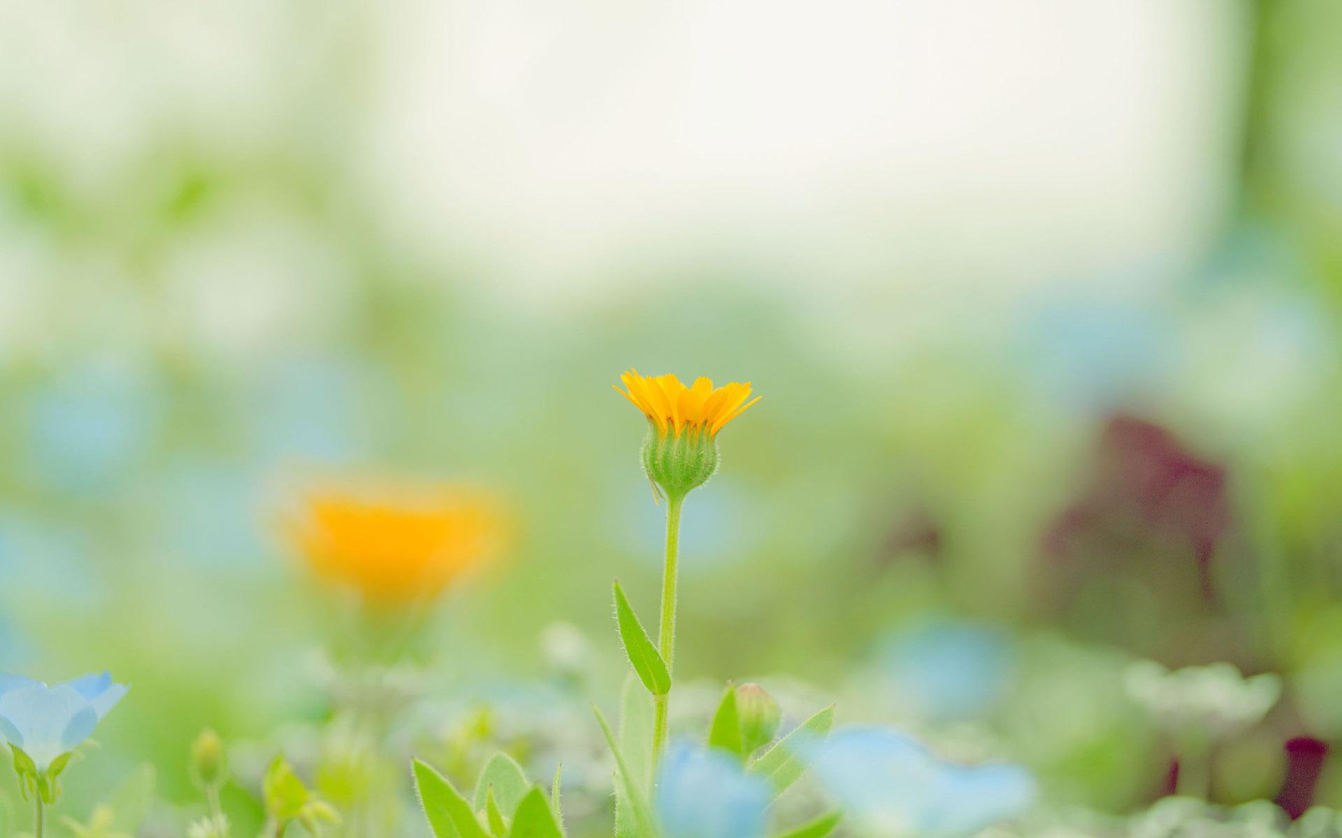 1080P, flower, flowers, yellow, petal, marigold, 1920x1200, HD Wallpaper