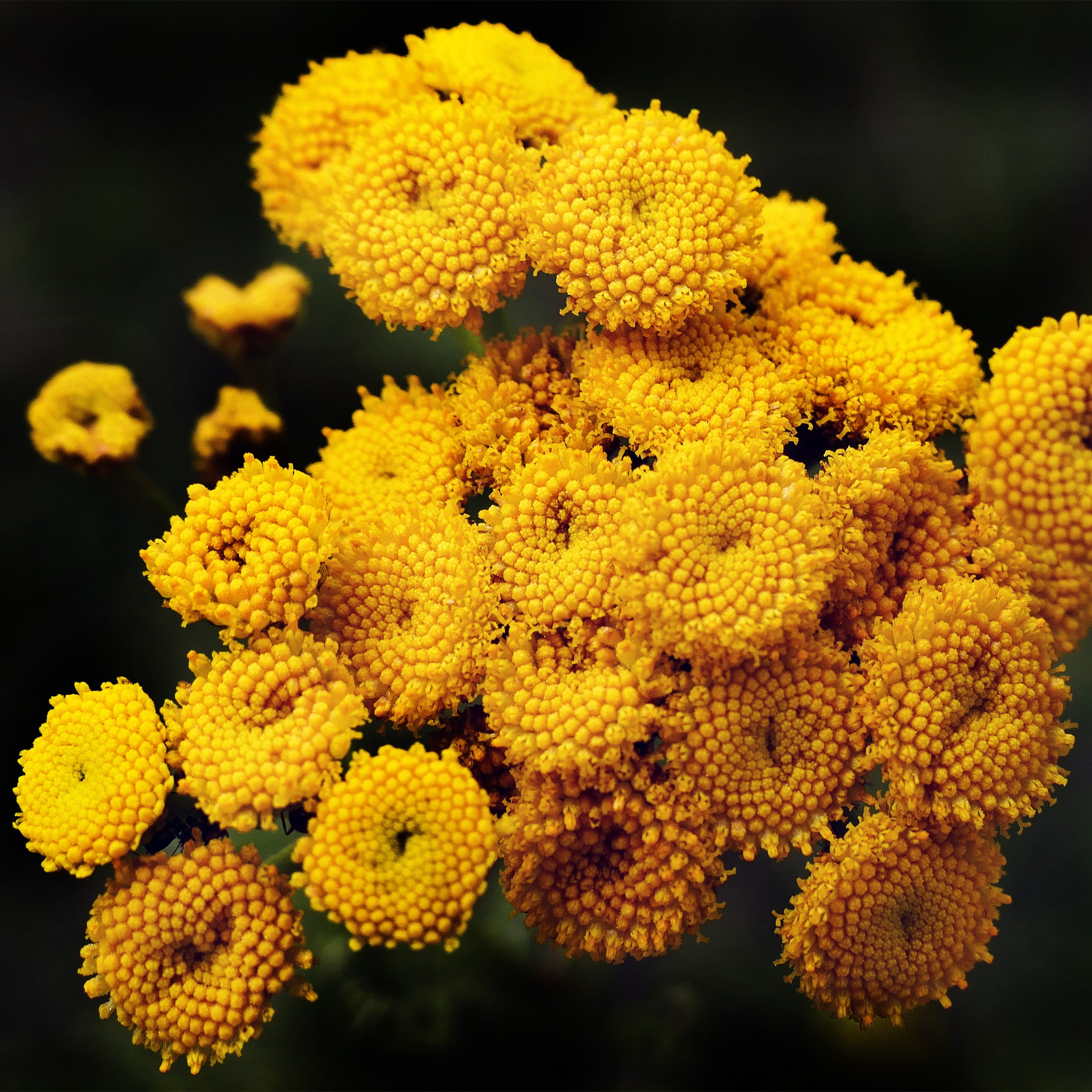 beauty in nature, close-up, vulnerability, tubular flowers, flowers, growth, medicine, fragrance, tansy, day, focus on foreground, flower head, tanacetum vulgare, Phone HD Wallpaper