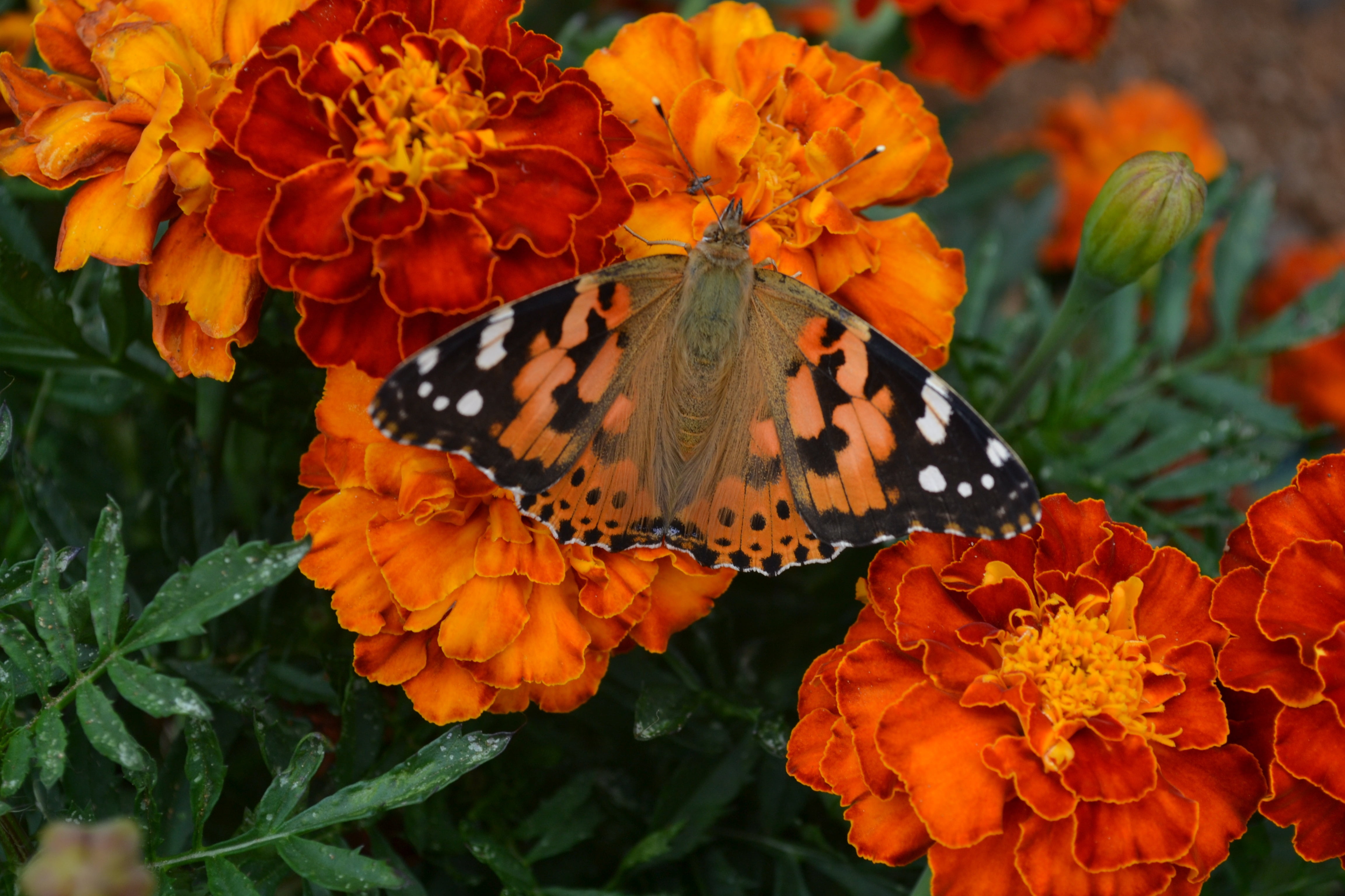 close-up, season, butterfly - Insect, 4K, orange Color, formal Garden, bunch of flowers, nature, flowerbed, vibrant Color, leaf, springtime, vulnerability, HD Wallpaper