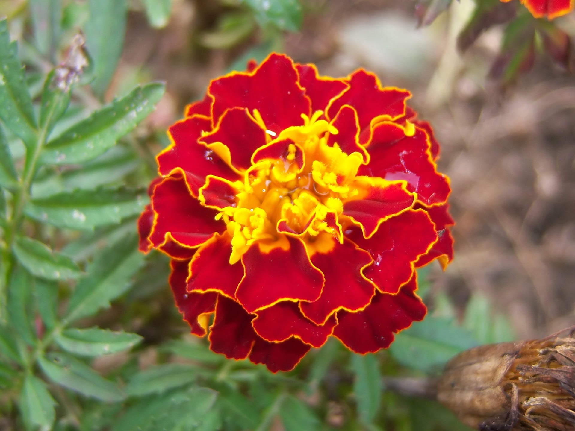 Marigold, Flowers, 1080P, HD Wallpaper