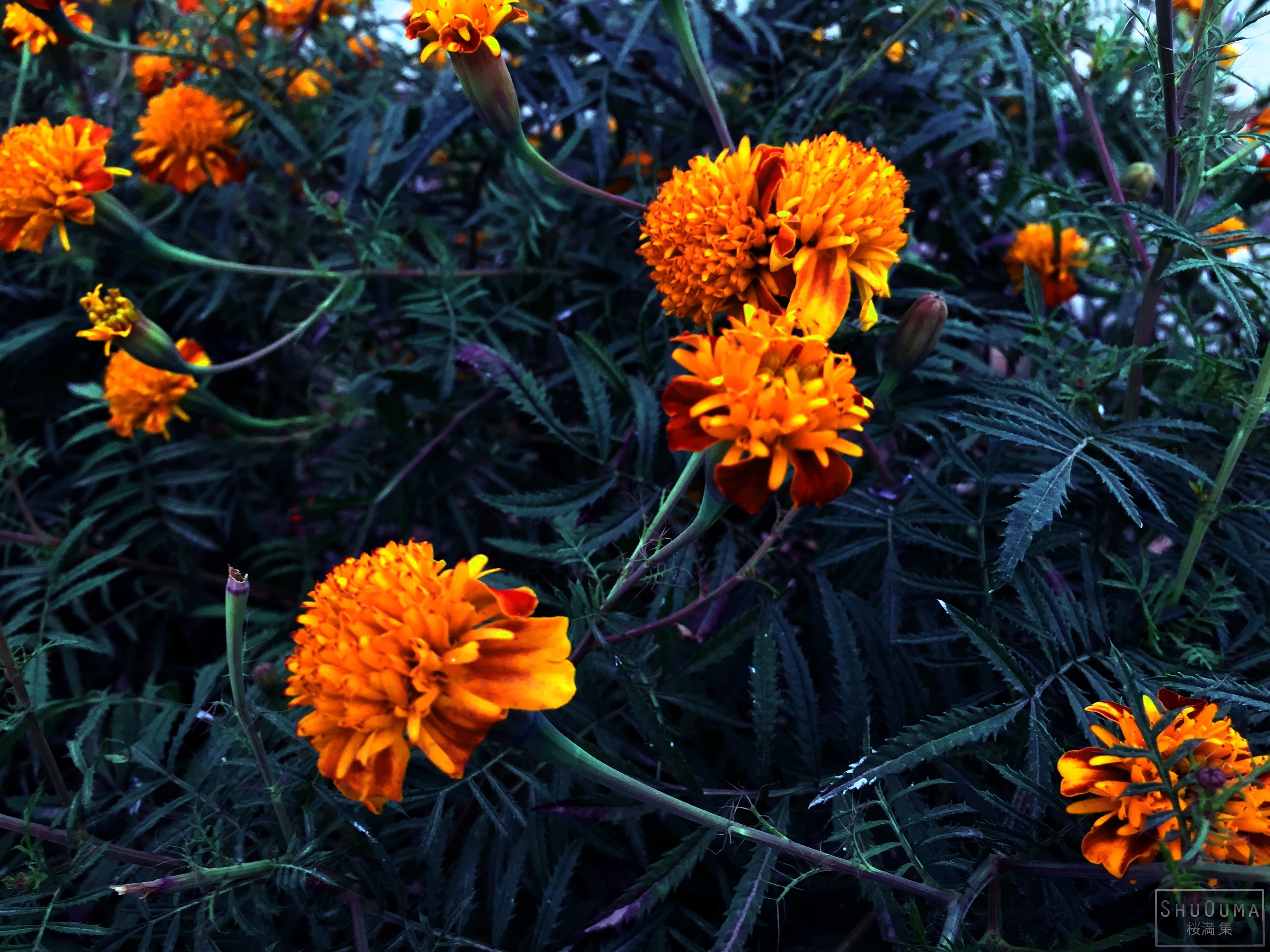 Marigold, Flower, 2K, Flowers, HD Wallpaper