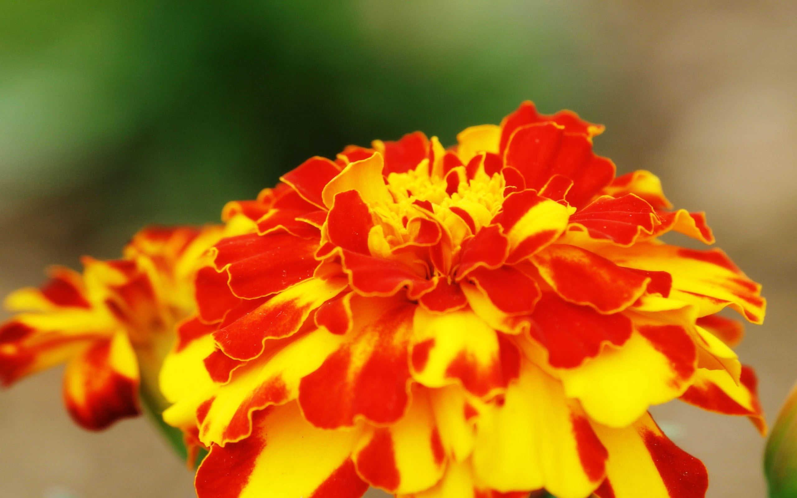 petals, flower, spots, growth, flower head, yellow, beauty in nature, outdoors, flowering plant, no people, close-up, orange color, inflorescence, day, HD Wallpaper