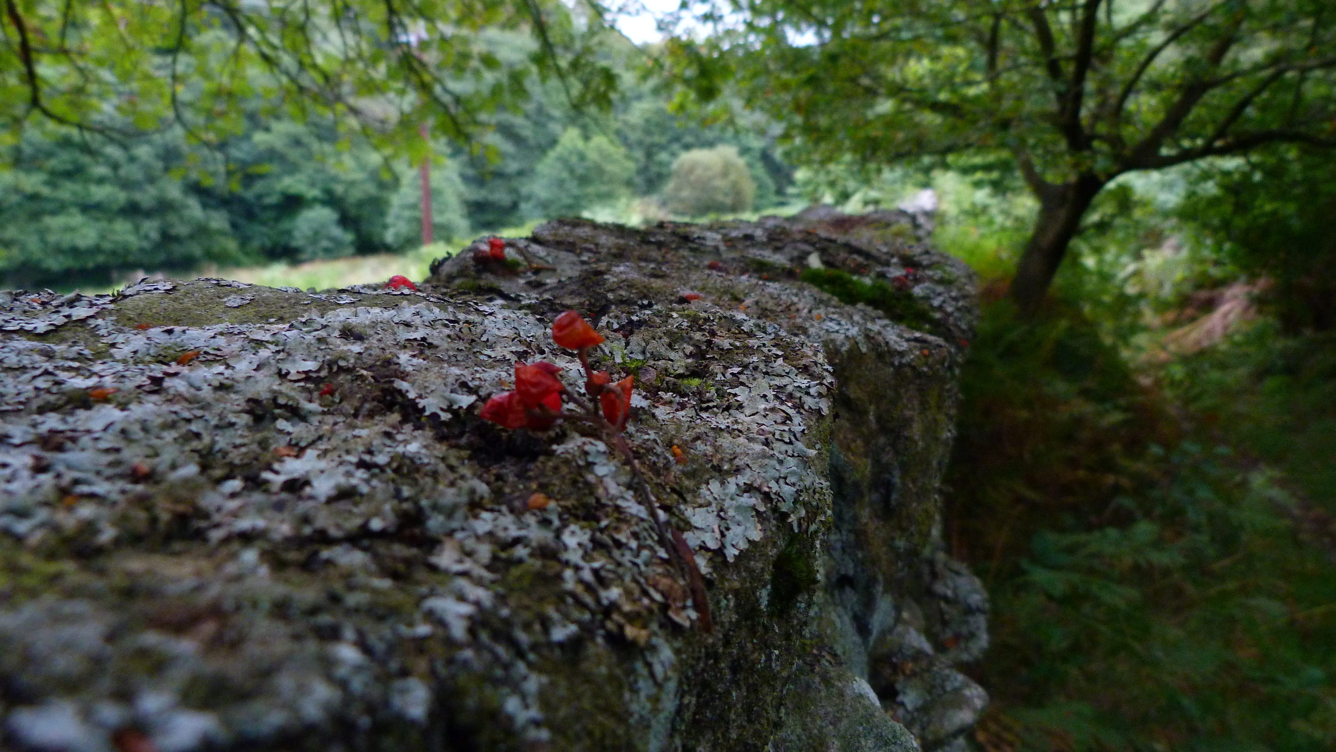 insect, sun, walk, stone wall, season, rock, hidden, scene, colourful, november, berries, scenery, autumn, october, quiet, gold, landscape, leaf, foreground, HD Wallpaper