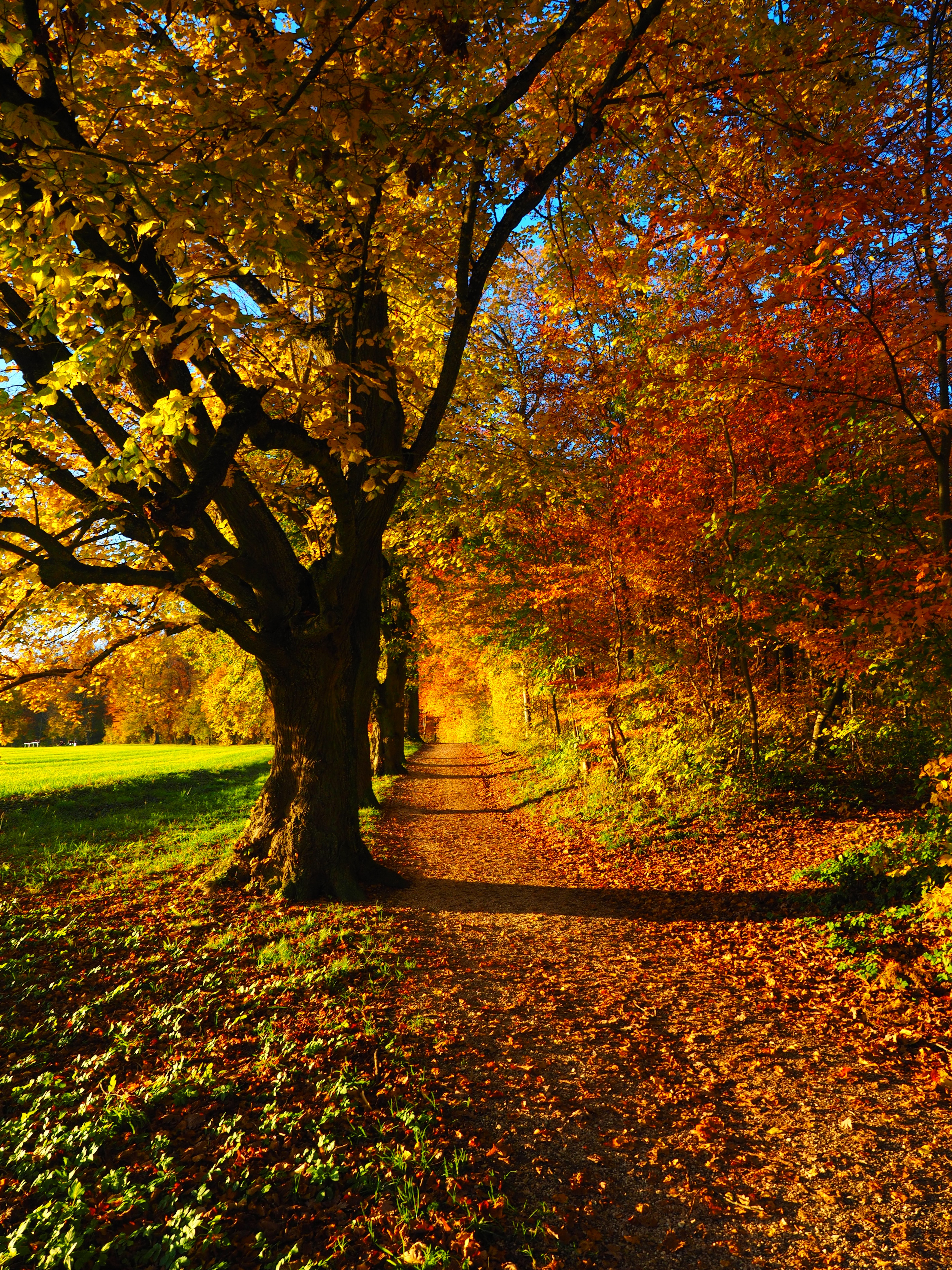 photo, branch, back light, leafed, no people, höhenweg, day, panorama trail, leaves, 4K, land, forest path, green, sunny, ulmer höhenweg, tree, leaf, footpath, Phone HD Wallpaper