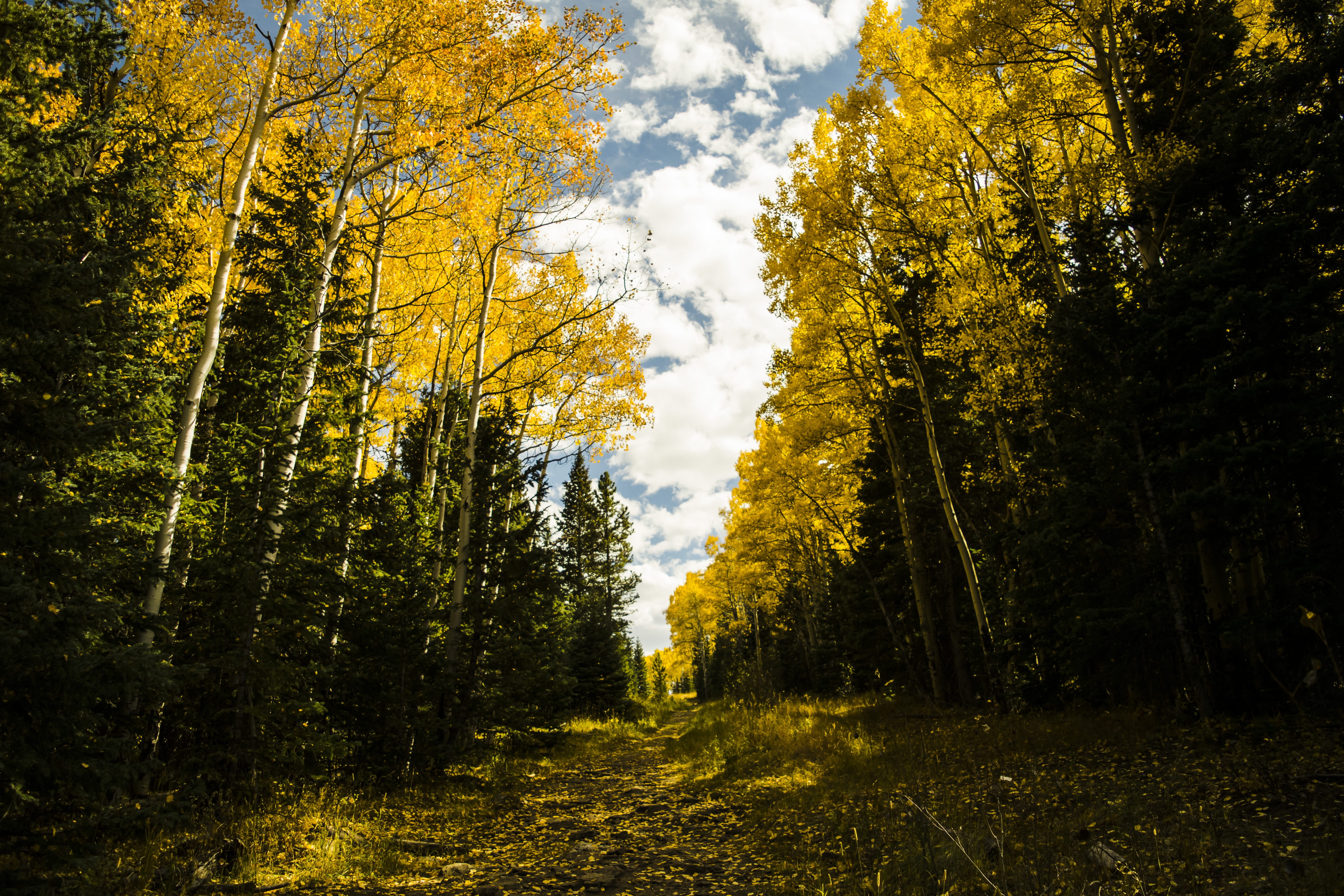 water, trail, sun, mystery, light, no people, yellow, hiking, green, woods, day, beauty in nature, clouds, spectacular, leaf, aspen, golden, tranquility, HD Wallpaper