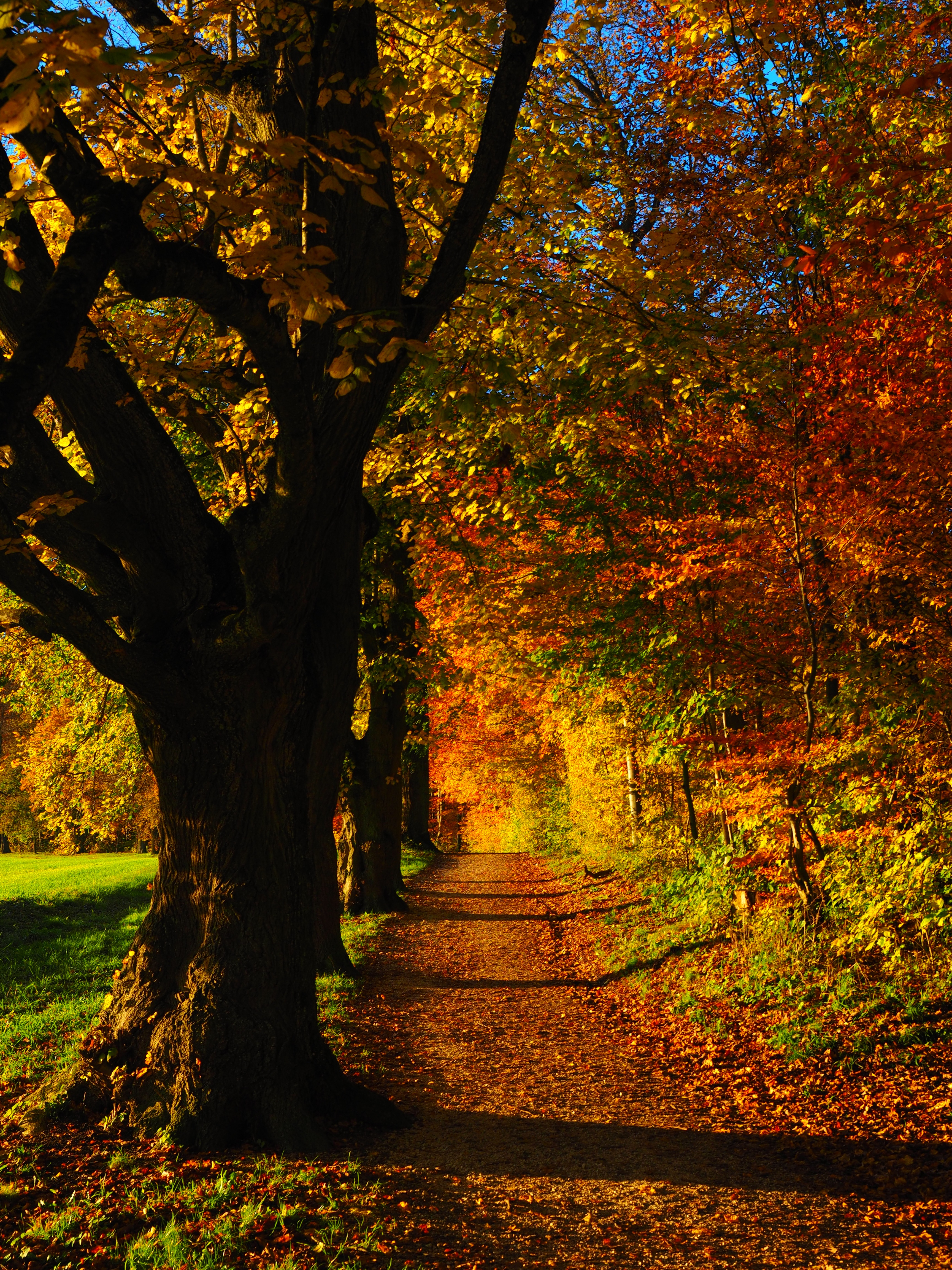 green, tree trunk, sunny, promenade, mallow, meadow, tribe, edge of the woods, sunlight, tranquility, season, fall foliage, gold Colored, leaf, tilia, no people, Phone HD Wallpaper