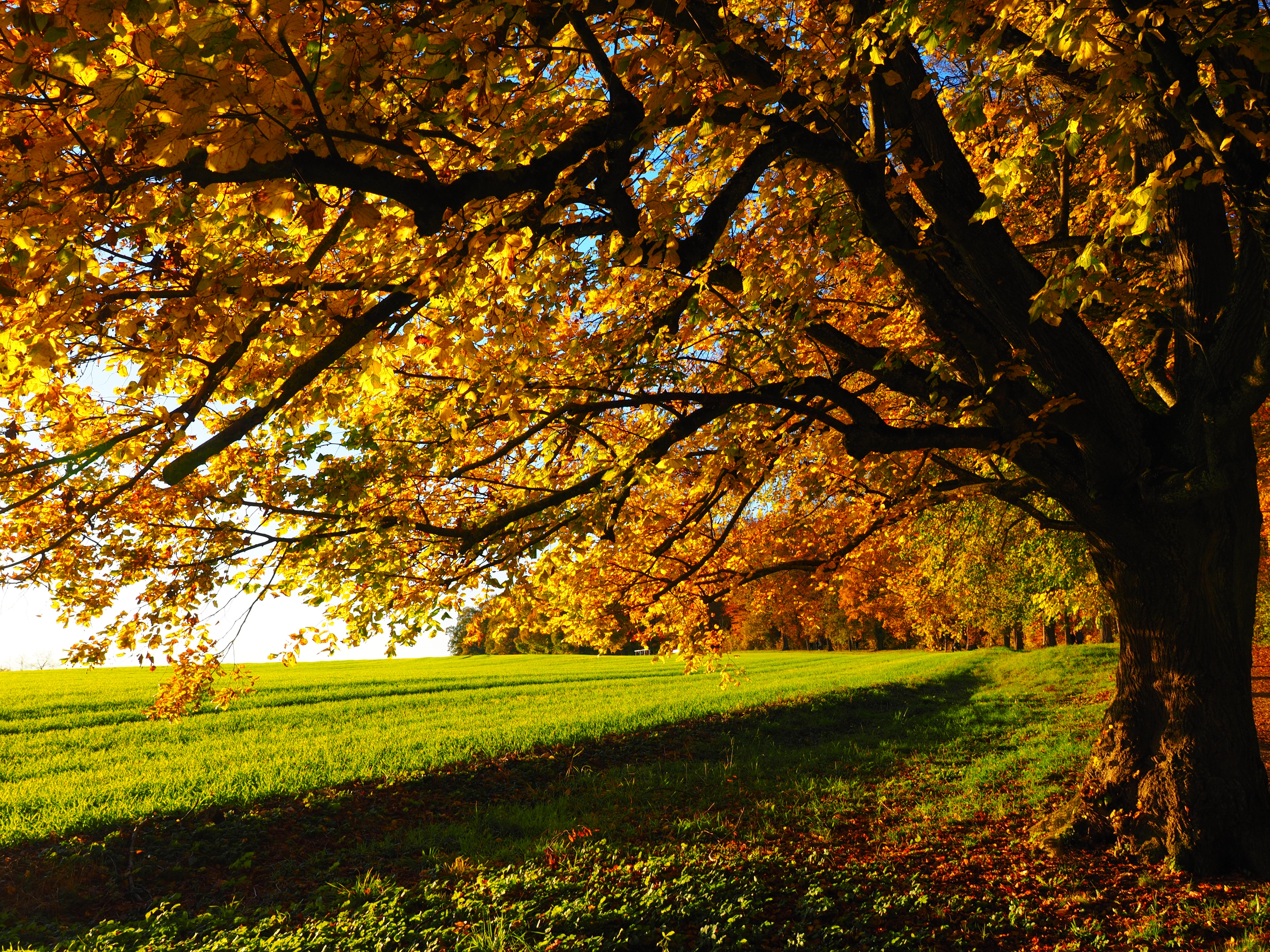 landscape, scenics - nature, fall color, nature, sunny, colorful, lime tree, green, trees, promenade, avenue, autumn, plant, tilia cordata, trail, tribe, HD Wallpaper