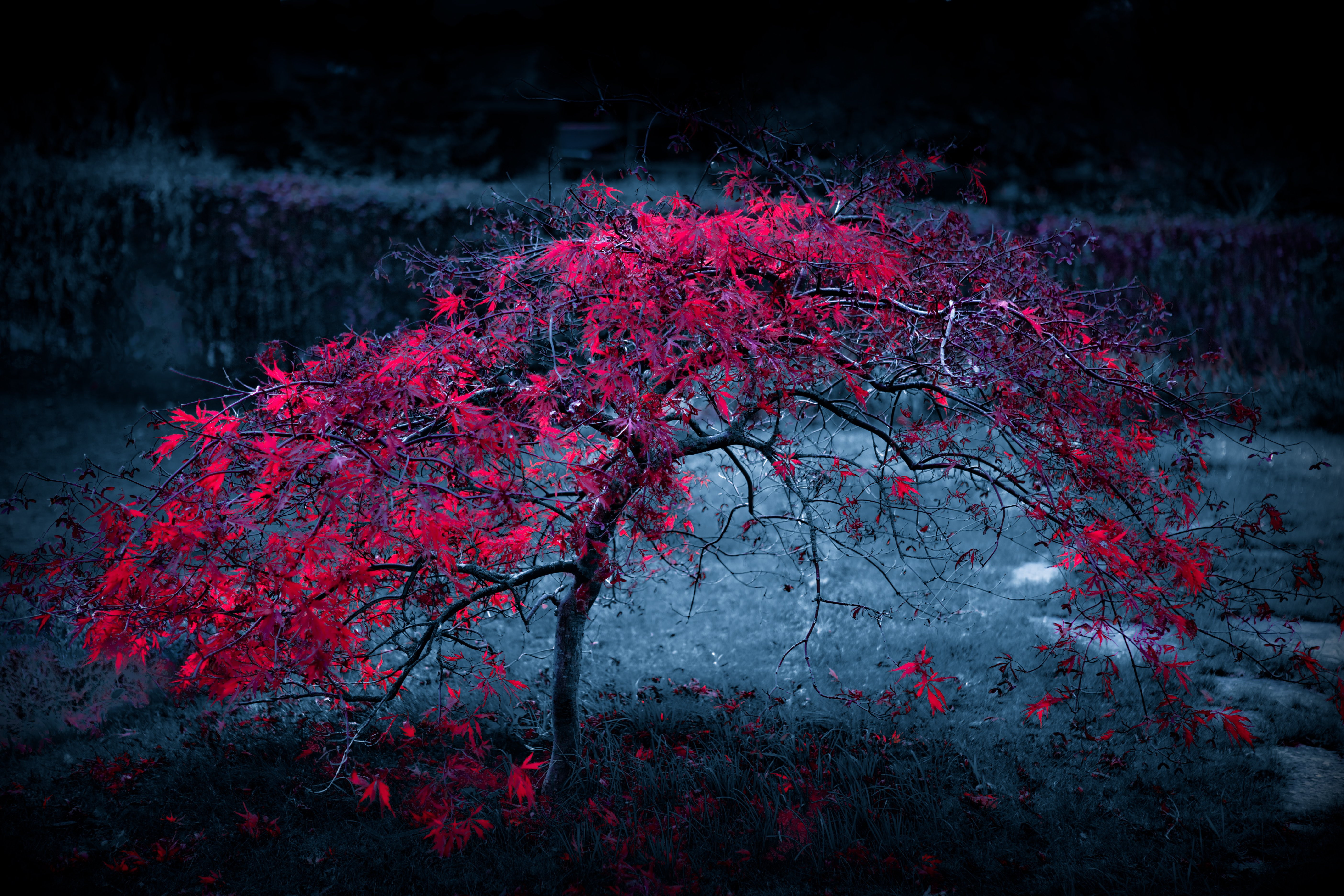 Purple, autumn, tree, fogl, eaves, 5K, HD Wallpaper