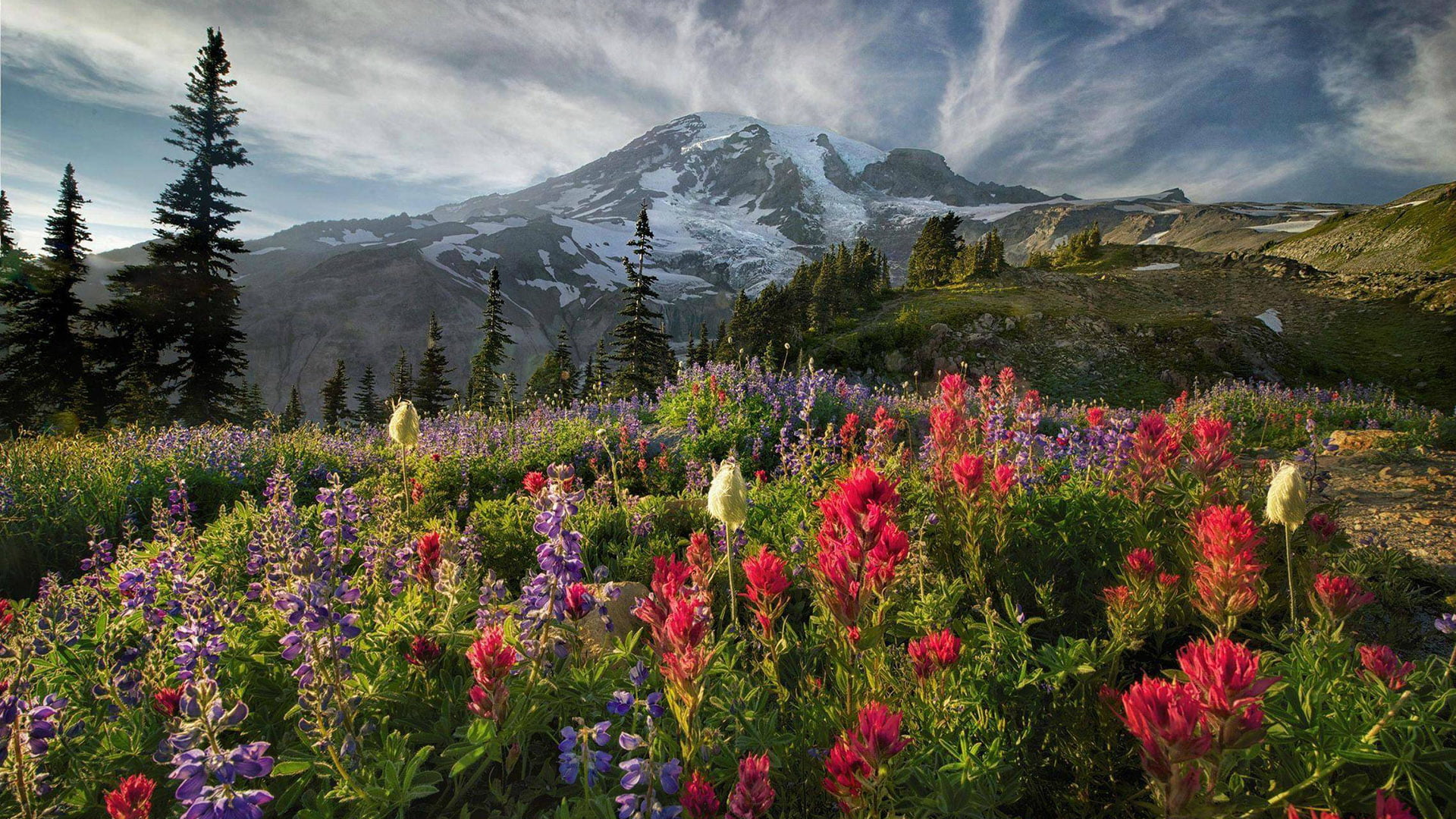 rock, flowering plant, snow, winter, travel, summer, tree, spring, park, cold temperature, scenics - nature, grass, meadow, flower, mountain peak, scenic, HD Wallpaper