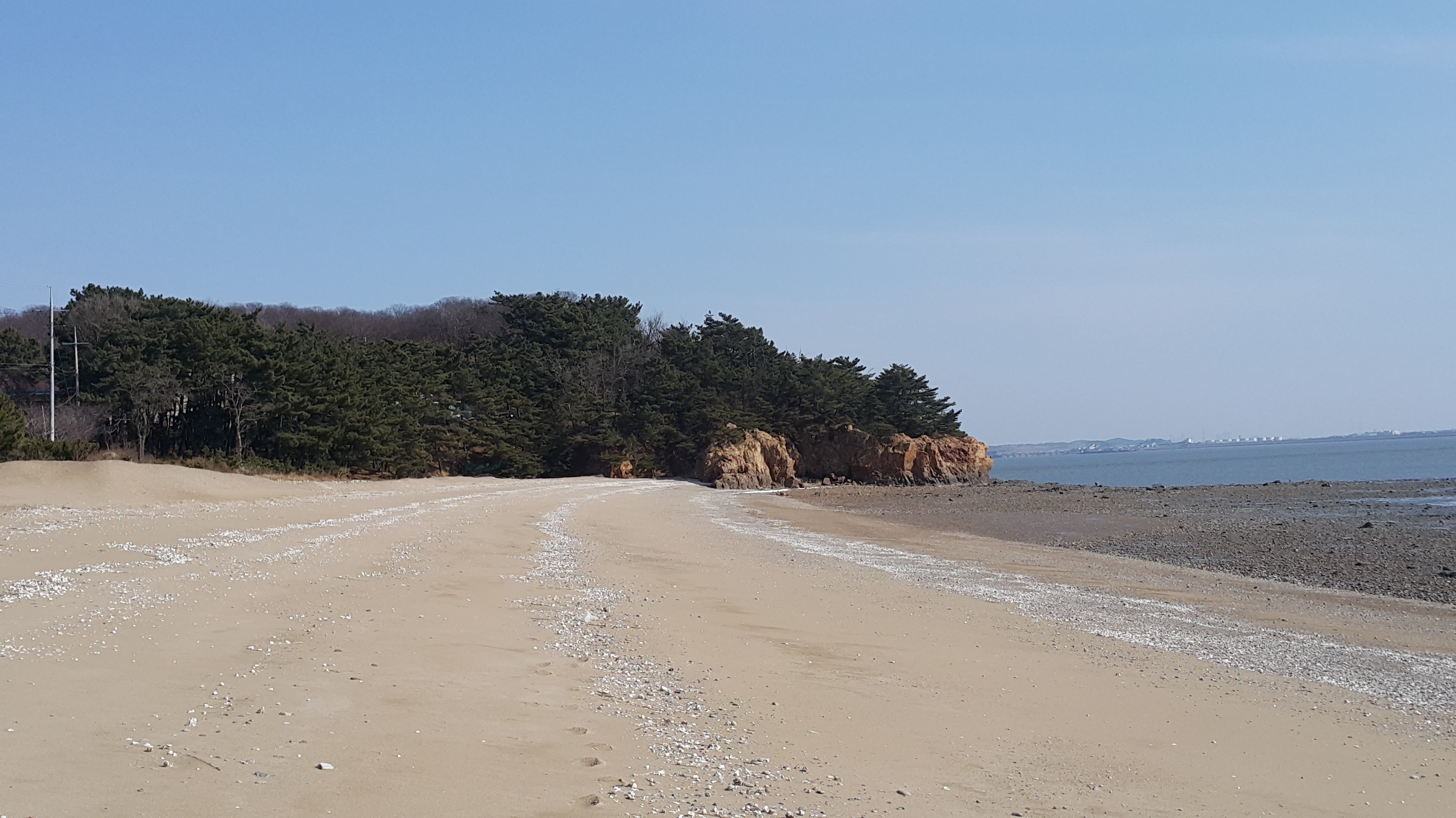tree, nature, coastline, sand, coniferous tree, west coast, plant, korea, scenics - nature, land, landscape, 5K, water, west-sea, beauty in nature, animal wildlife, HD Wallpaper