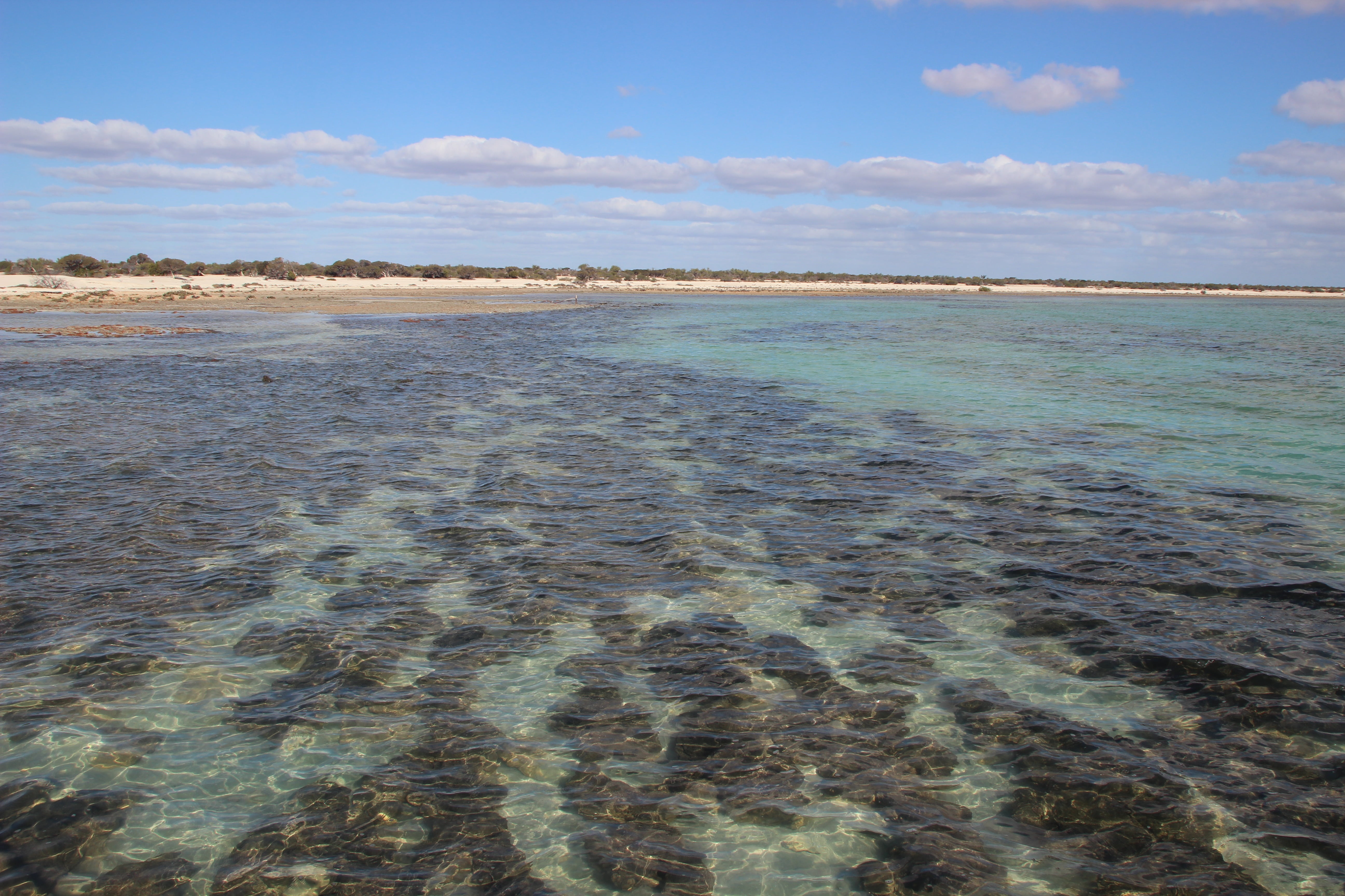 travel, non-urban scene, sand, shark bay, beauty in nature, australia, 5K, scenics - nature, nature, tranquility, stromatolites, lagoon, land, tranquil scene, HD Wallpaper