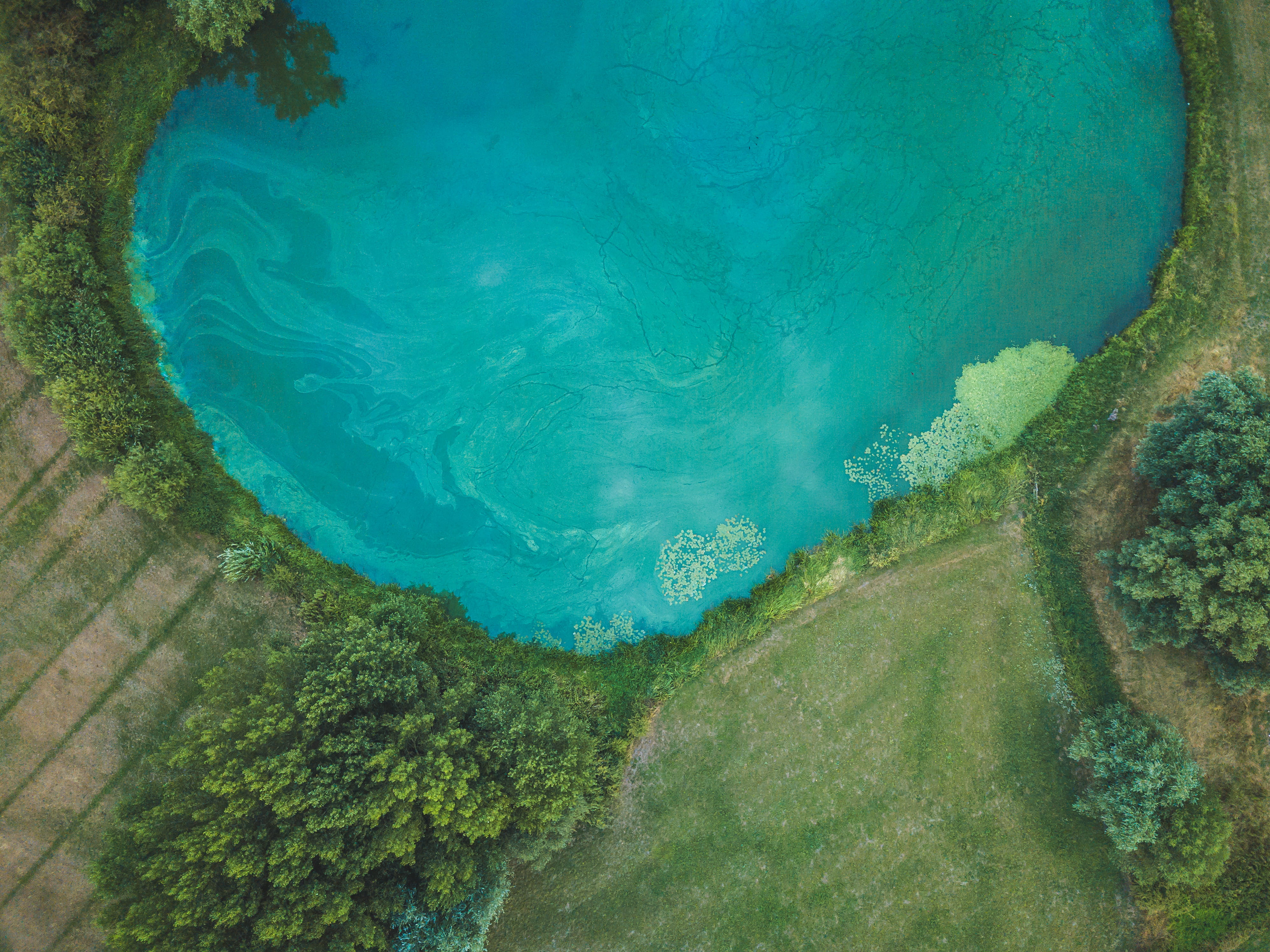 4K, water, blue, warmth, above, algae, grass, harmful, travel, animal, tree, high Angle View, sea, body, weather, lake, surrounded, green, scenics, summer, HD Wallpaper
