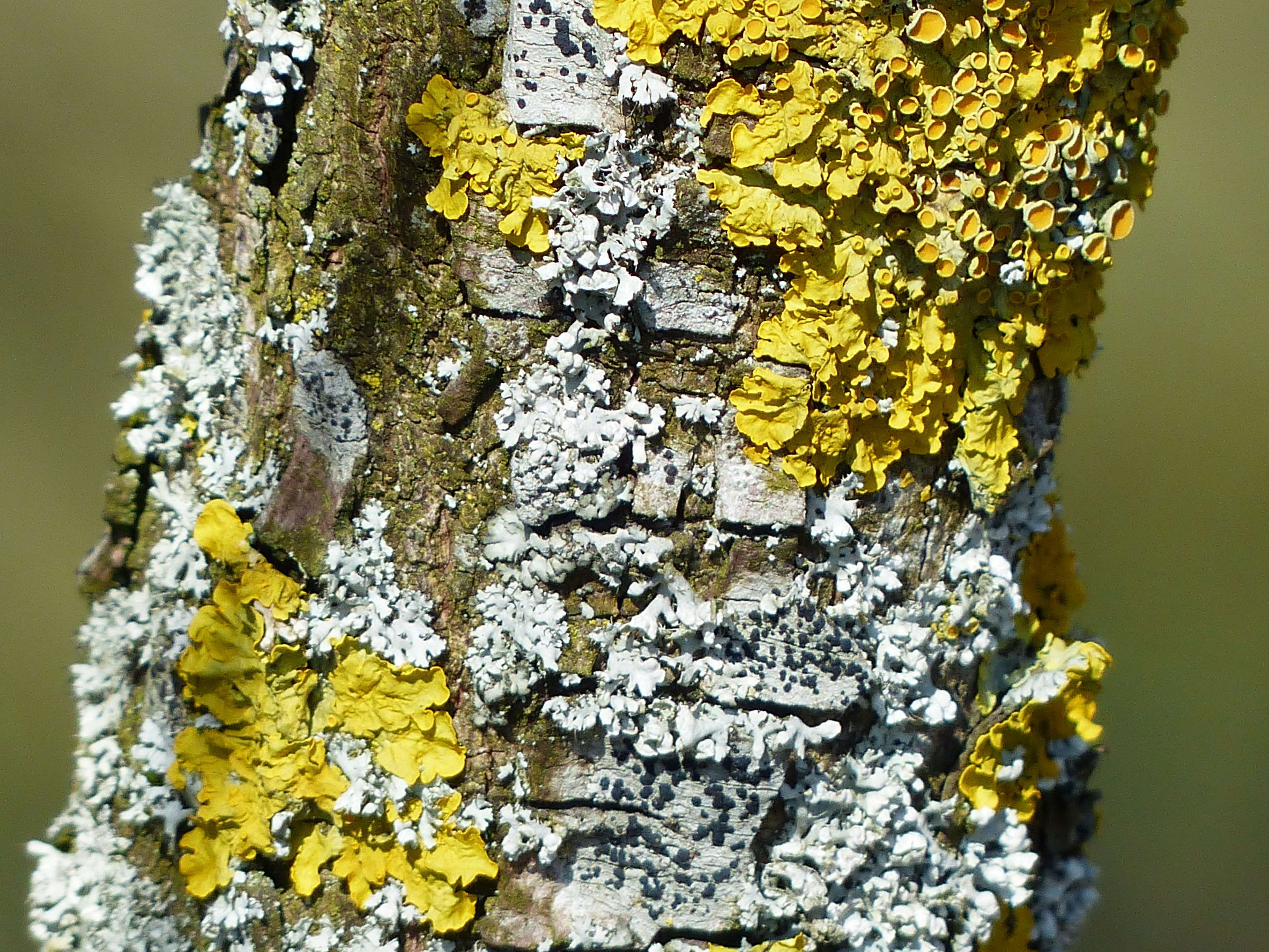 greenish, green algae, laubflechte, focus on foreground, yellow, mykobionten, nature, rough, flower, grey laubflechte, bluish gray, growth, mushroom, lichen, HD Wallpaper