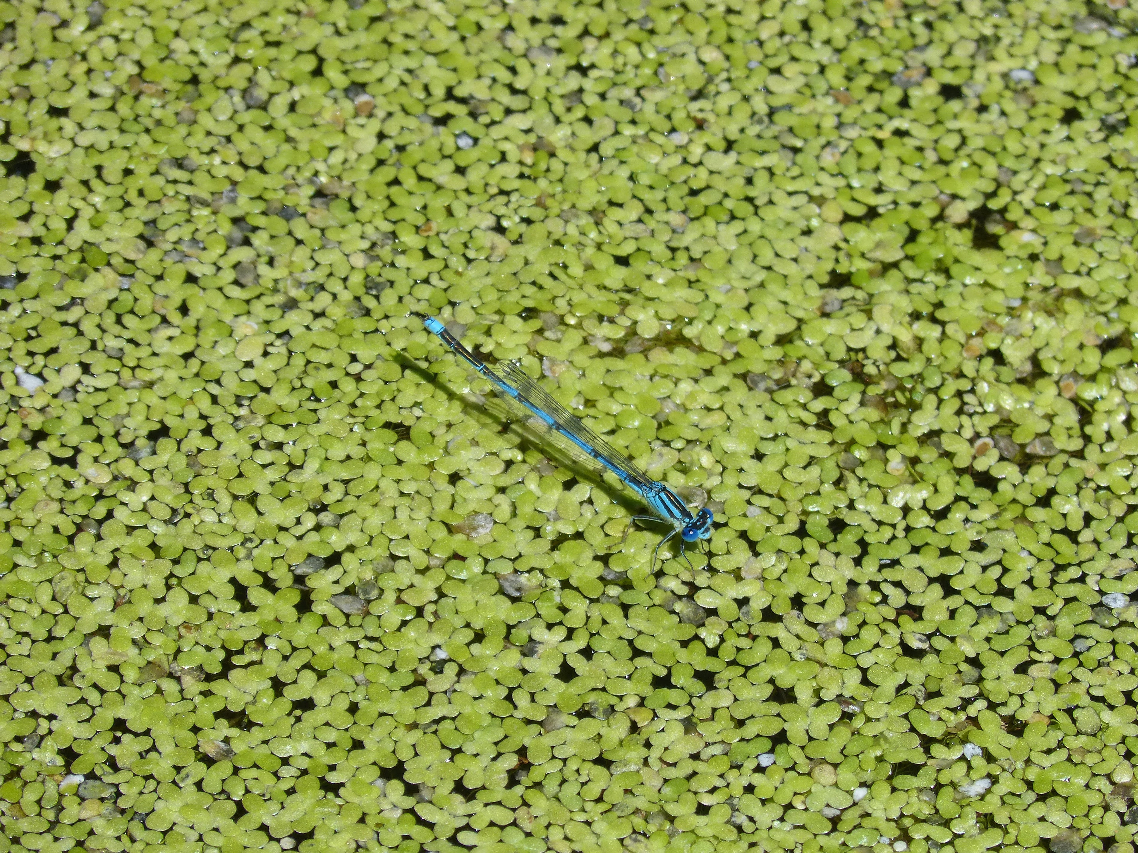 growth, Blue, still life, algae, Dragonfly, directly above, high angle view, day, plant, nature, abundance, water, cyathigerum, 2K, golf course, aquatic vegetation, HD Wallpaper