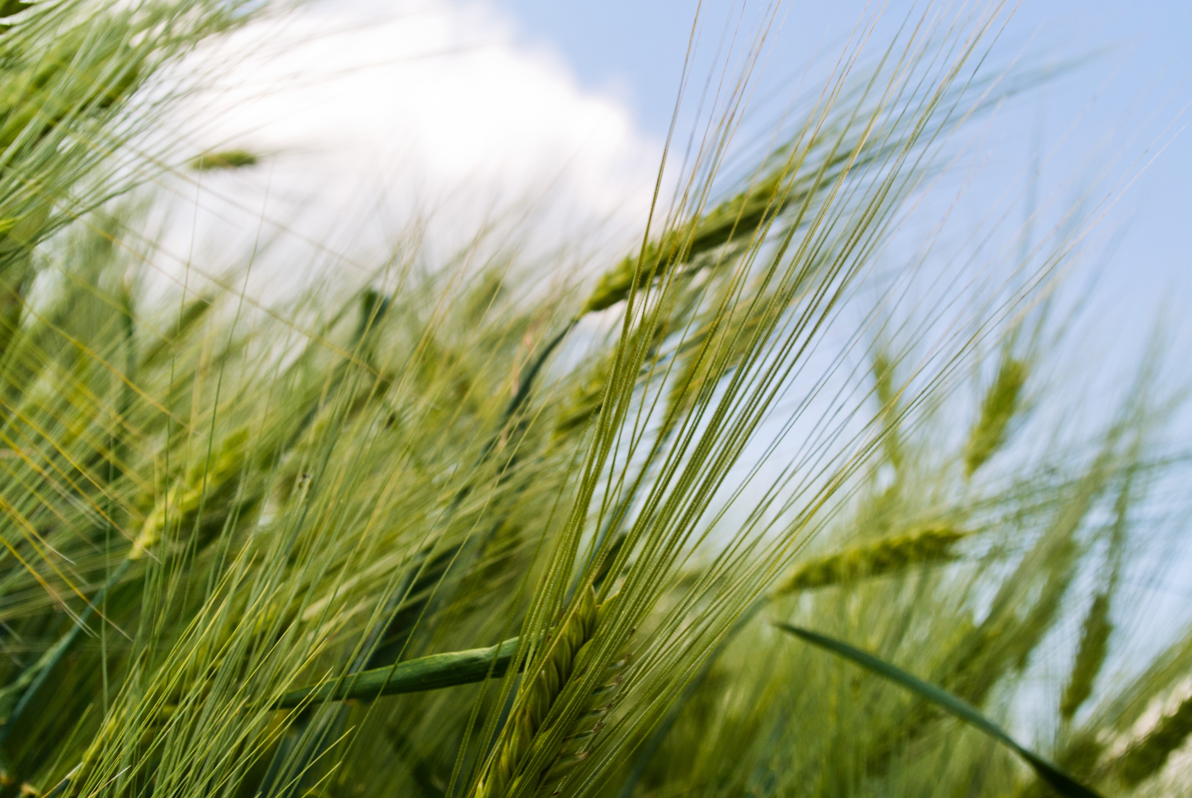 cereal plant, cereal, country, small, crop, pressed, consumption, agricultural, grow, transported, farm, wind, natural, farmer, bread, soybeans, rural scene, HD Wallpaper