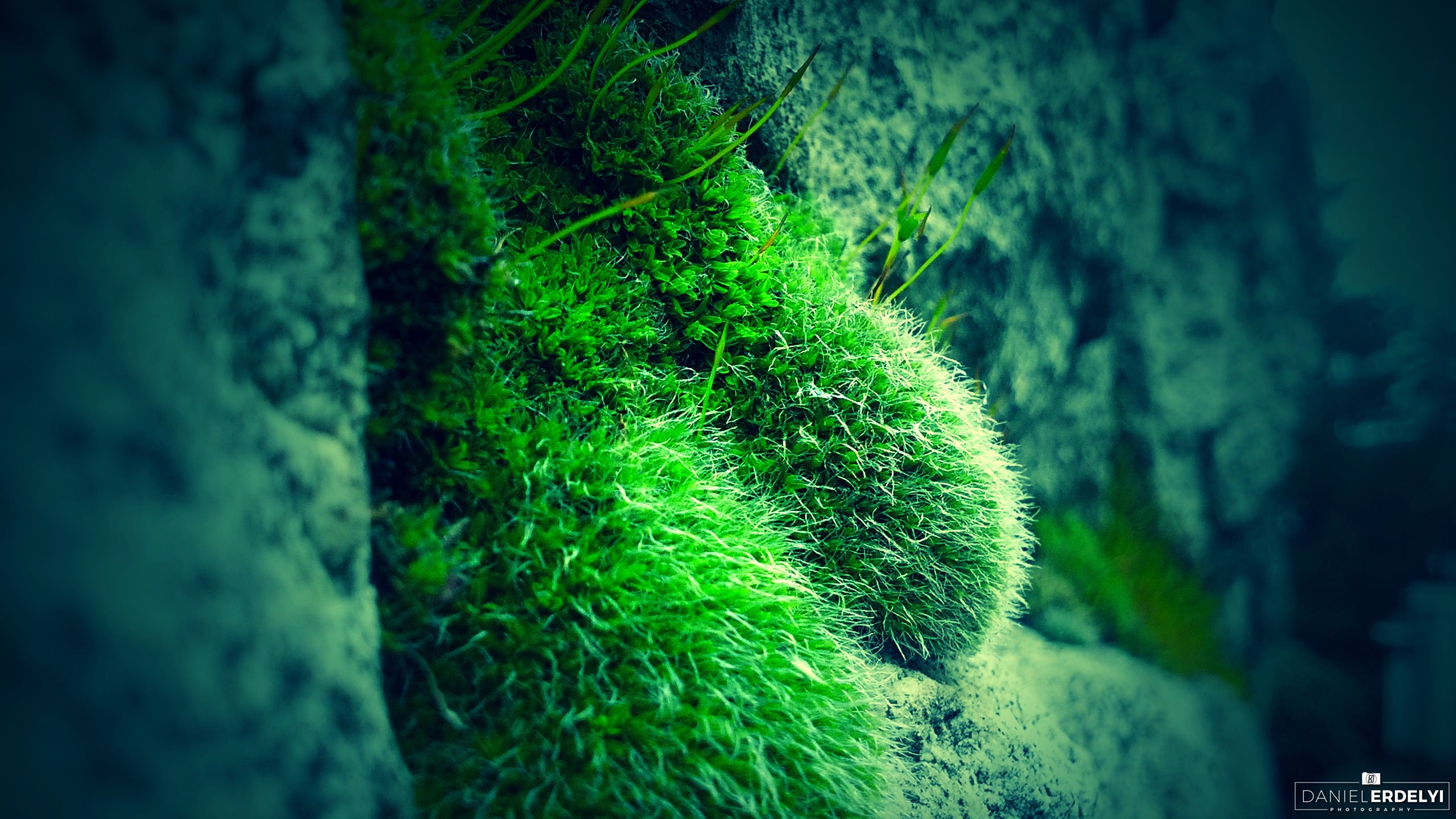 green, blue, tree, land, green color, foliage, leaf, moss, photography, growth, outdoors, tree trunk, trunk, black, selective focus, focus on foreground, HD Wallpaper