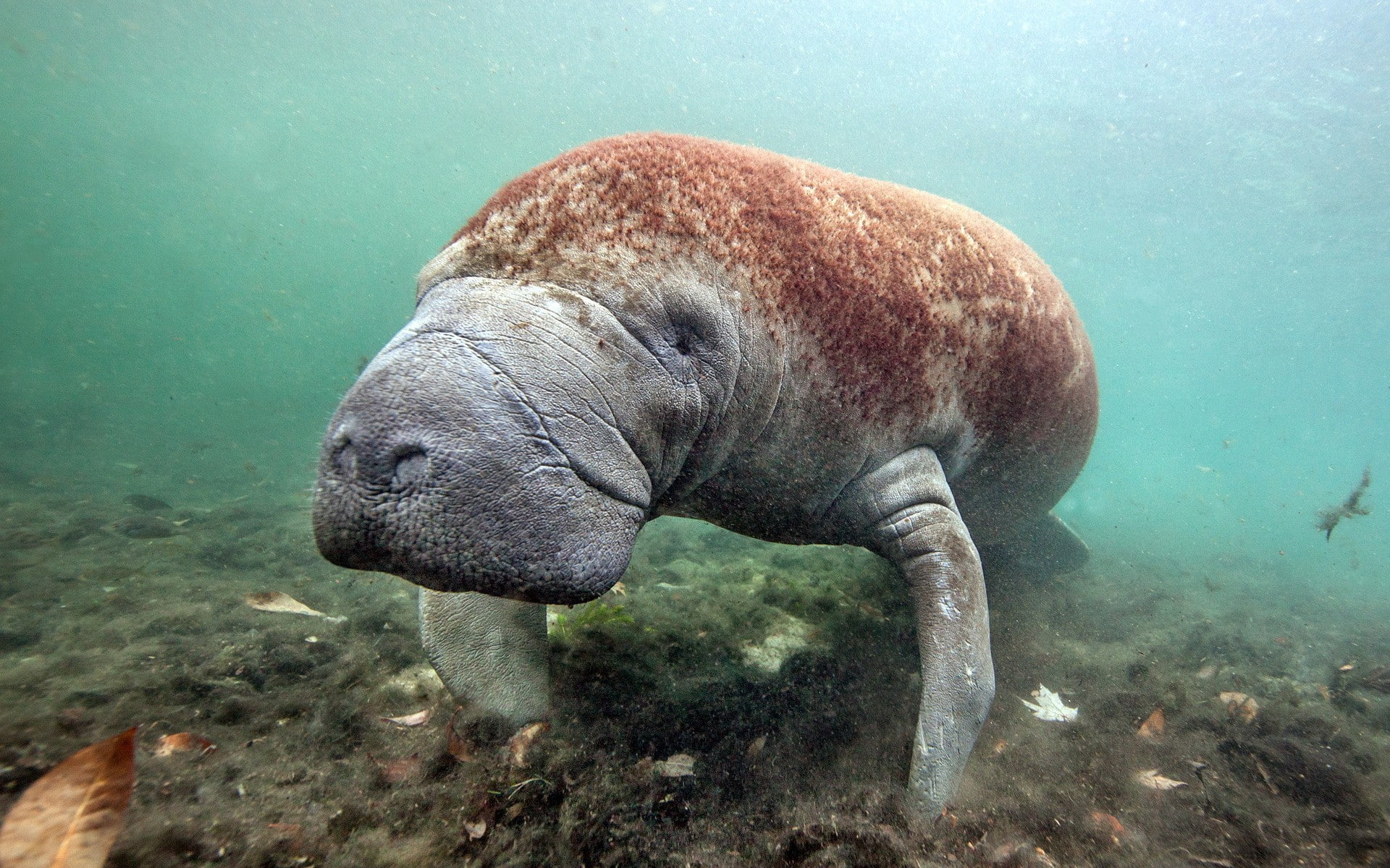 gray, sea cow, Crystal River, West Indian Manatee, manatee, brown, sea, 1080P, Florida, cow, HD Wallpaper