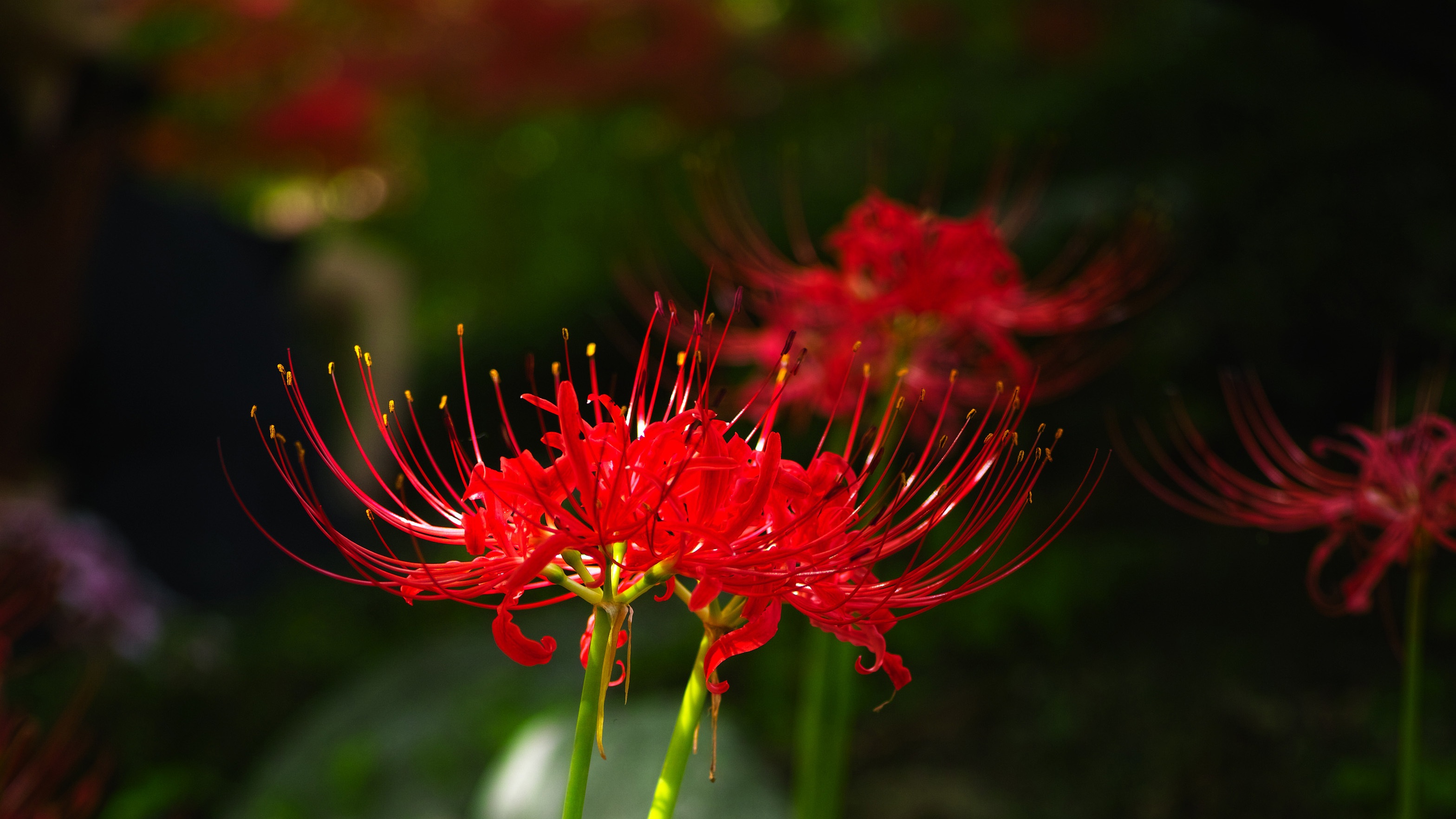 2K, gilsang, flower head, growth, fragility, inflorescence, focus on foreground, garden, pollen, flower, red, flowering plant, lycoris squamigera, xishan, HD Wallpaper
