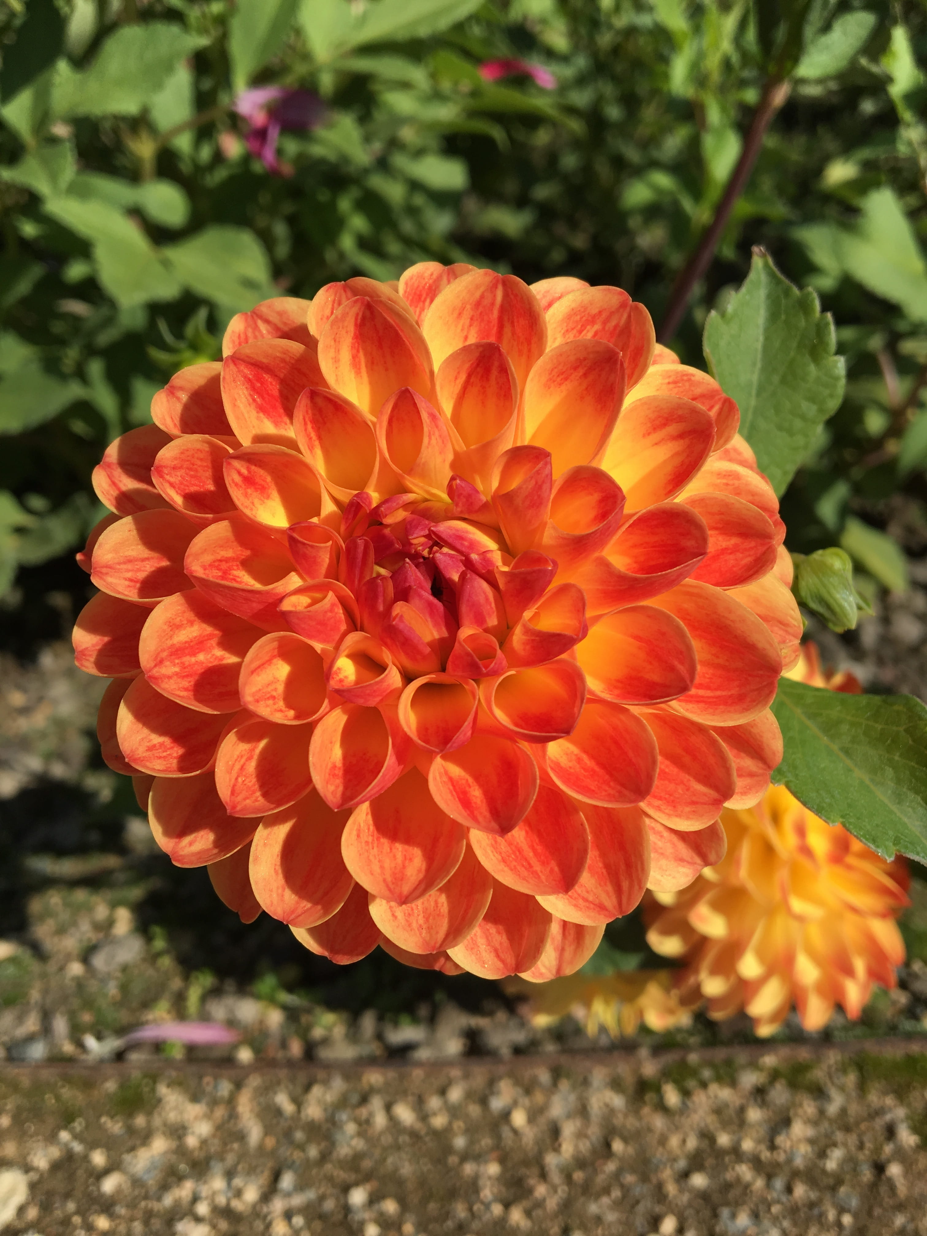 garden, vulnerability, freshness, plant, no people, beauty in nature, 4K, inflorescence, pollen, orange color, flower head, nature, xishan, fragility, Phone HD Wallpaper