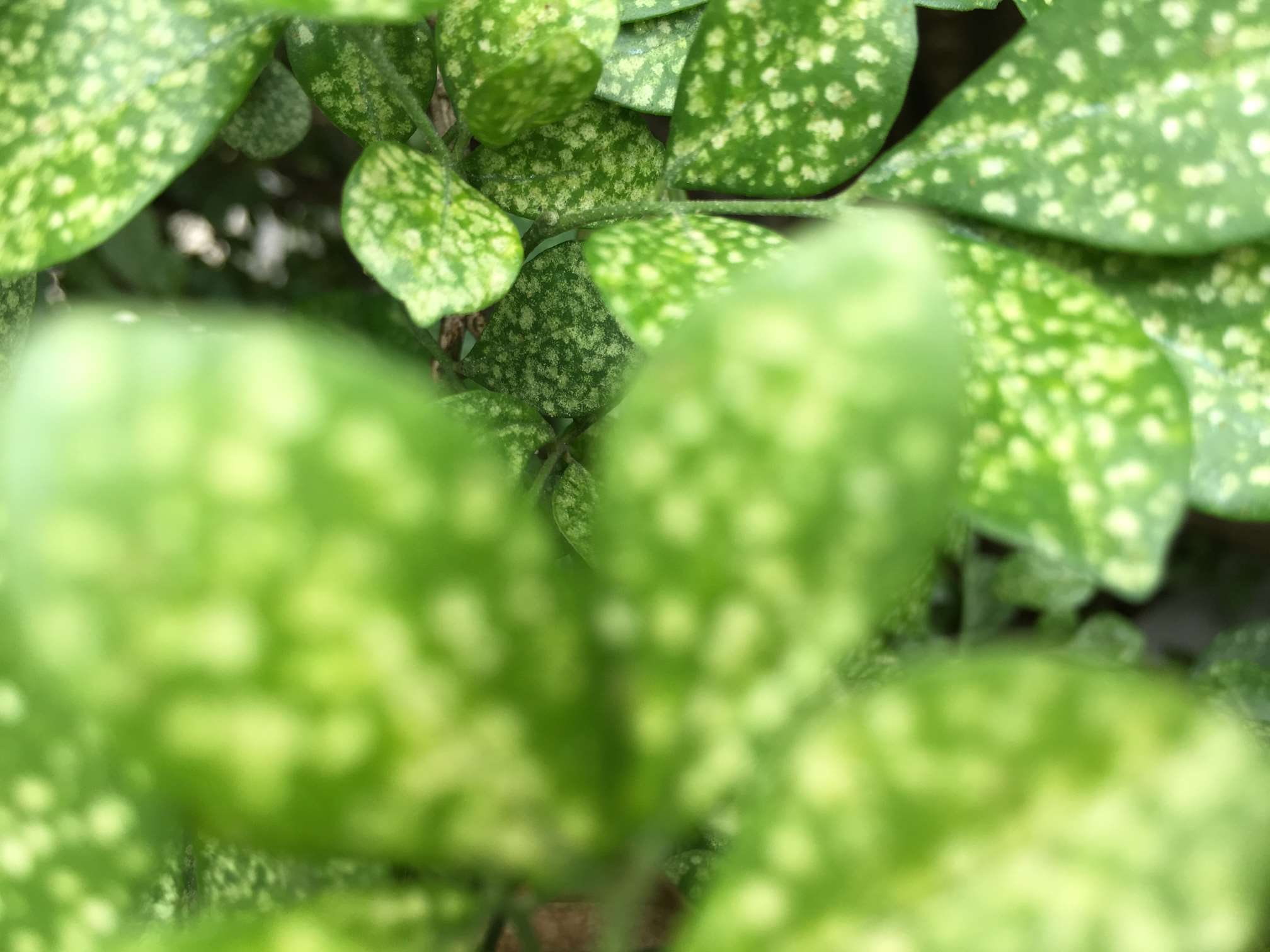 1080P, nature, close-up, day, freshness, leaves, plant, backgrounds, water, food and drink, selective focus, no people, food, growth, outfocus, outdoors, HD Wallpaper