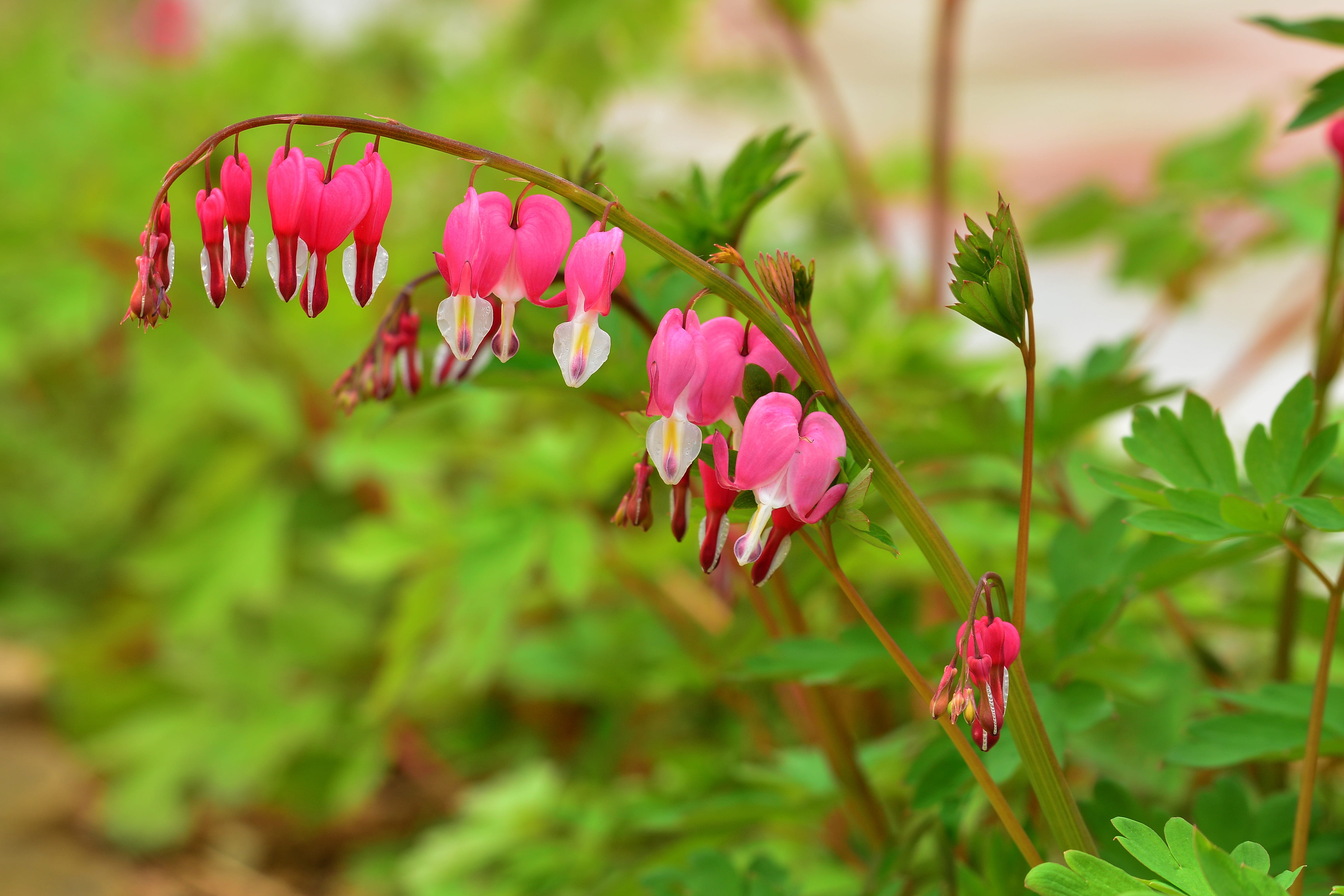 pretty, zhang ling, growth, bleeding heart, spring, outdoors, no people, korea, pink, nature, park, flowering plant, landscape, focus on foreground, flower head, HD Wallpaper