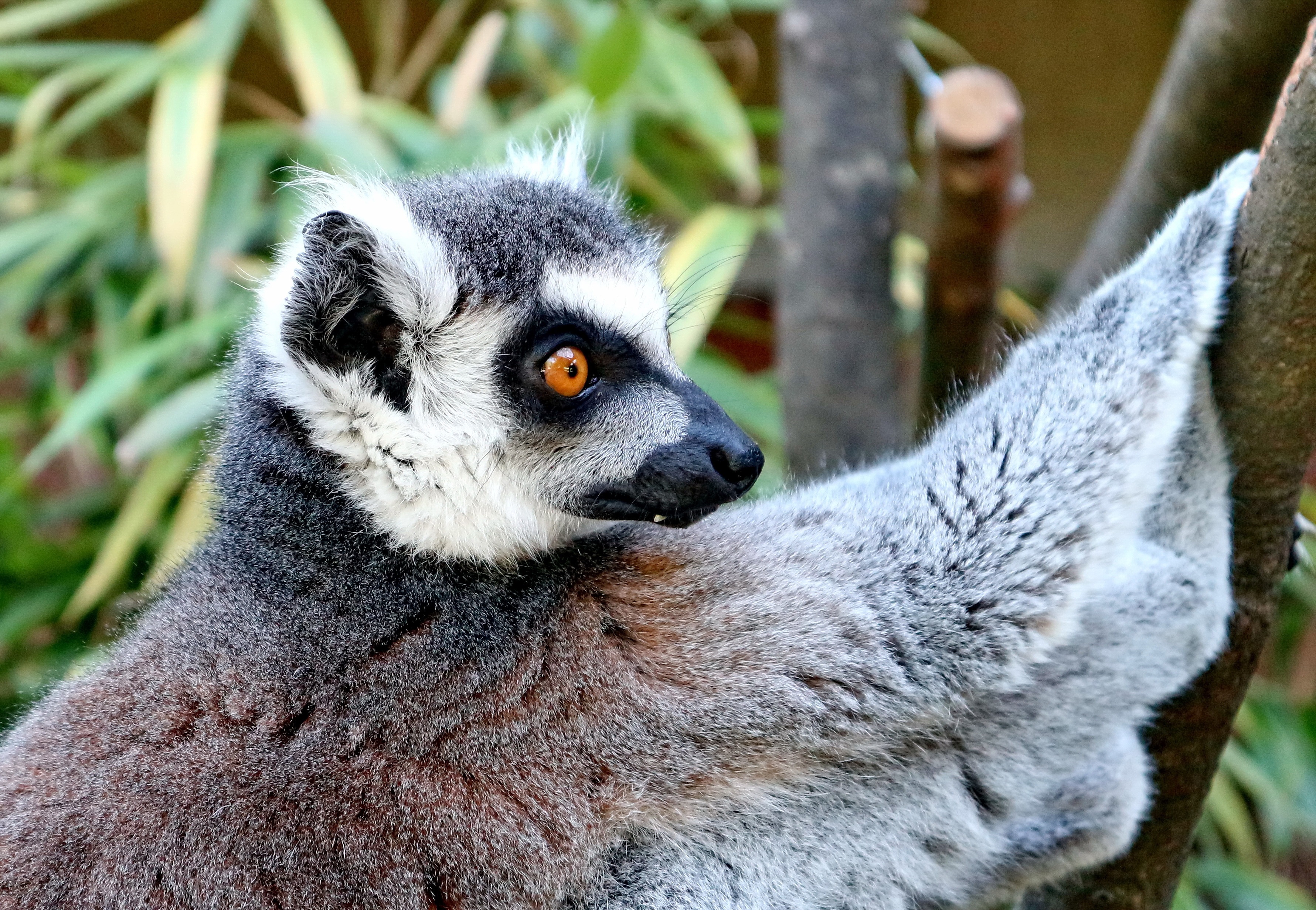 head, spotted tail, animal themes, no people, monkey, lemur catta, snout, lemur, outdoors, fur, madagascar, mammal, creature, looking, striped, tree, ears, HD Wallpaper