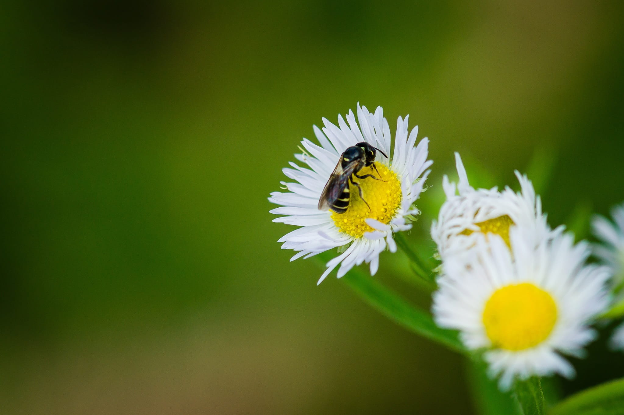 one animal, flower head, animals in the wild, out of focusing, fragility, white, green, insect, beauty in nature, plant, freshness, vulnerability, petal, HD Wallpaper