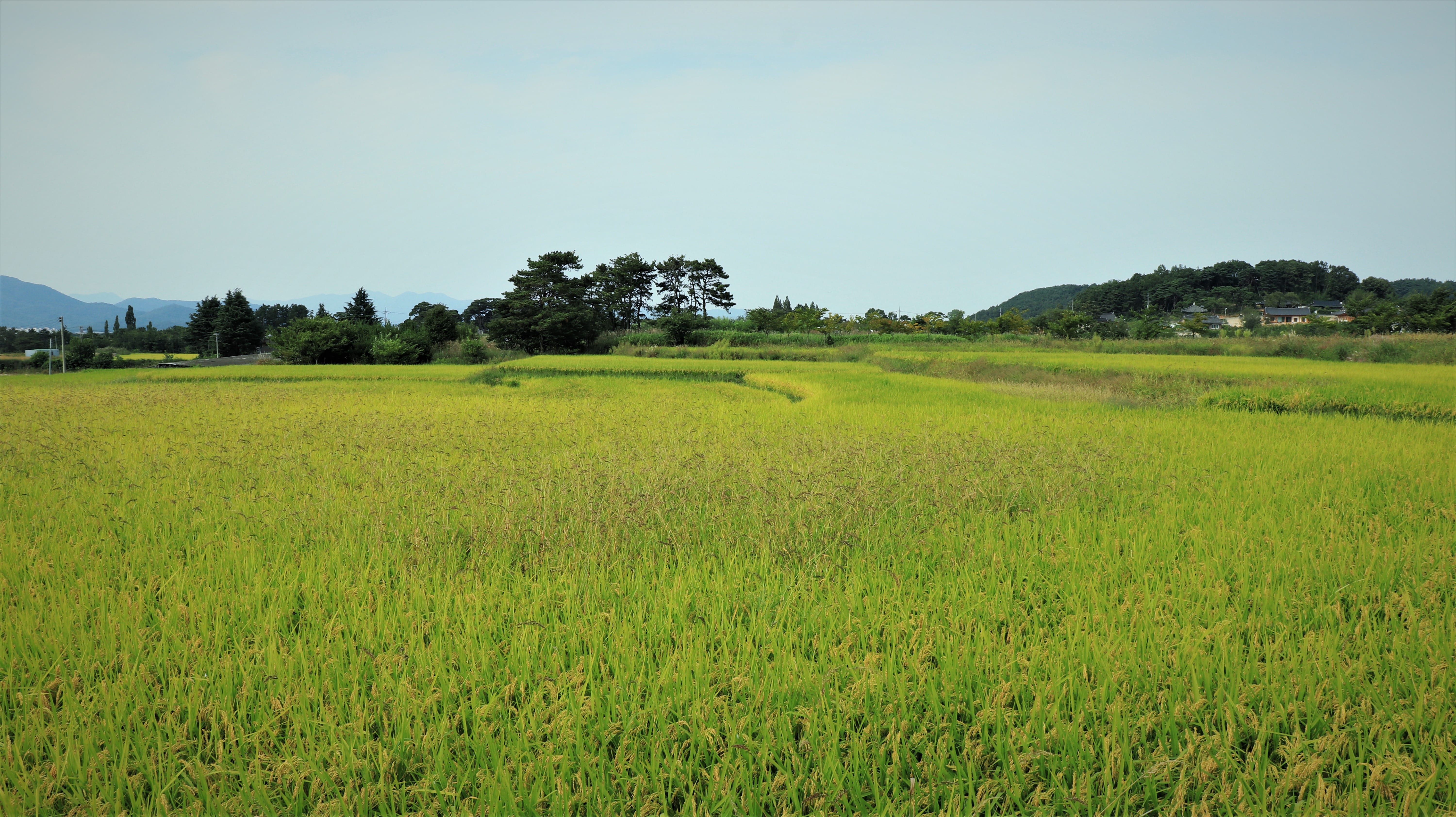 season, agriculture, rice plant, korean, ch, sunny, sky, environment, walk, fall, farm, landscape, seasonal, the farm, beauty in nature, tranquil scene, HD Wallpaper