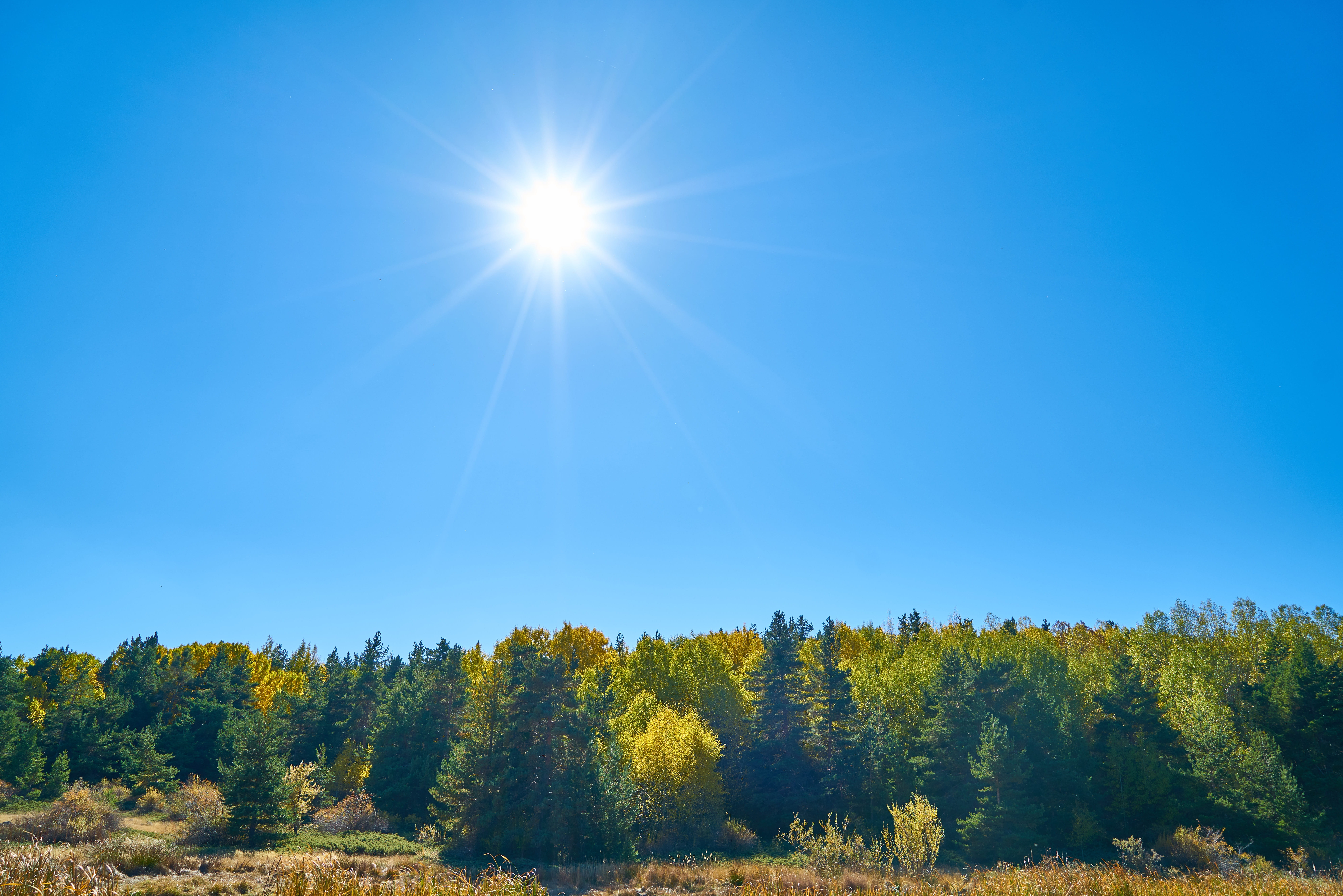 yellow, photography, outdoors, mountain, peace, scenics - nature, leaves, detail, land, clear sky, brightly lit, growth, background, forest, vivid color, HD Wallpaper