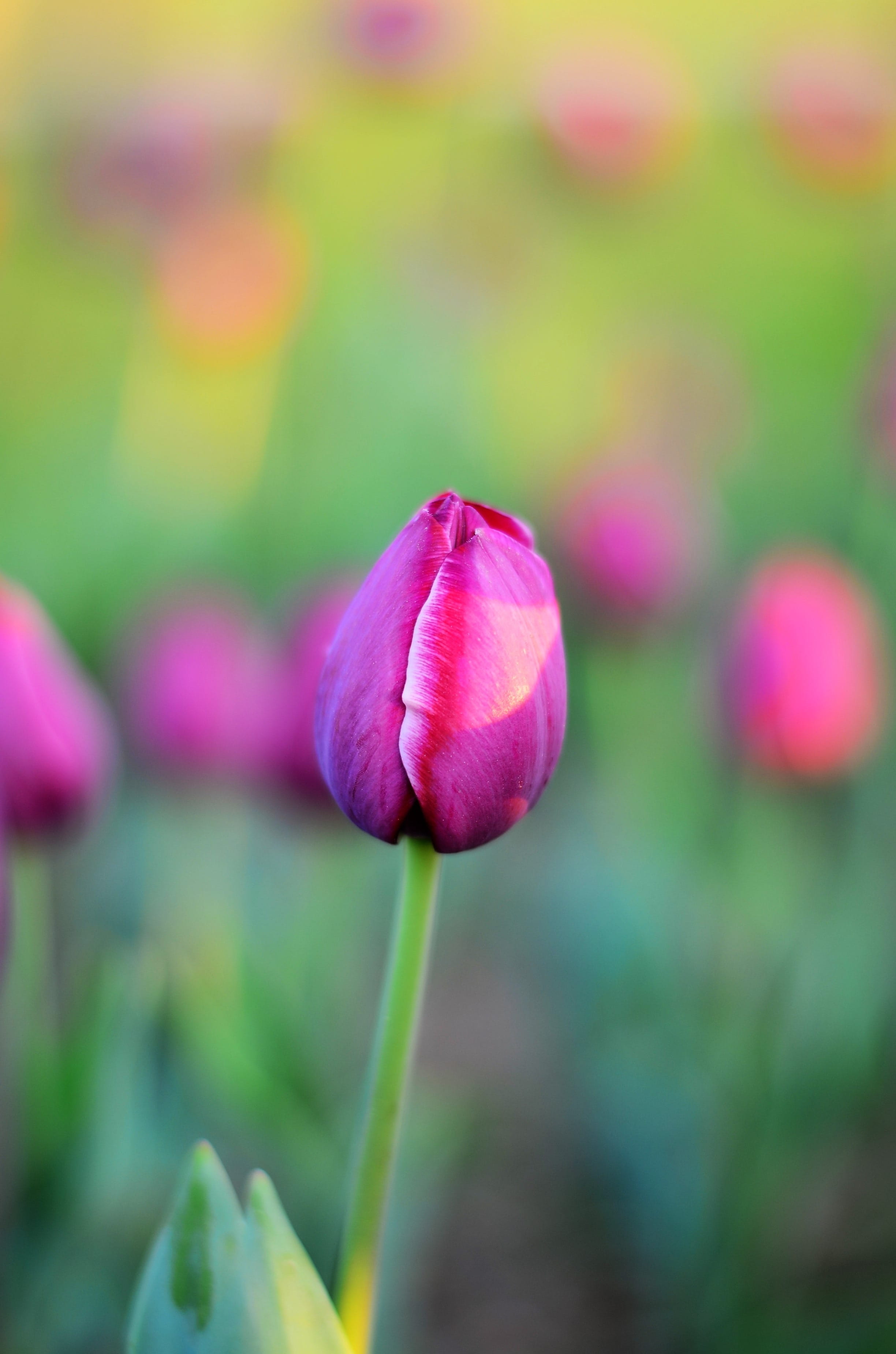flowers, leaves, plant stem, daisy, pink Color, Close-Up, plant, focus on foreground, flowering plant, spring, field, nature, flowerbed, outdoors, flower Head, Phone HD Wallpaper