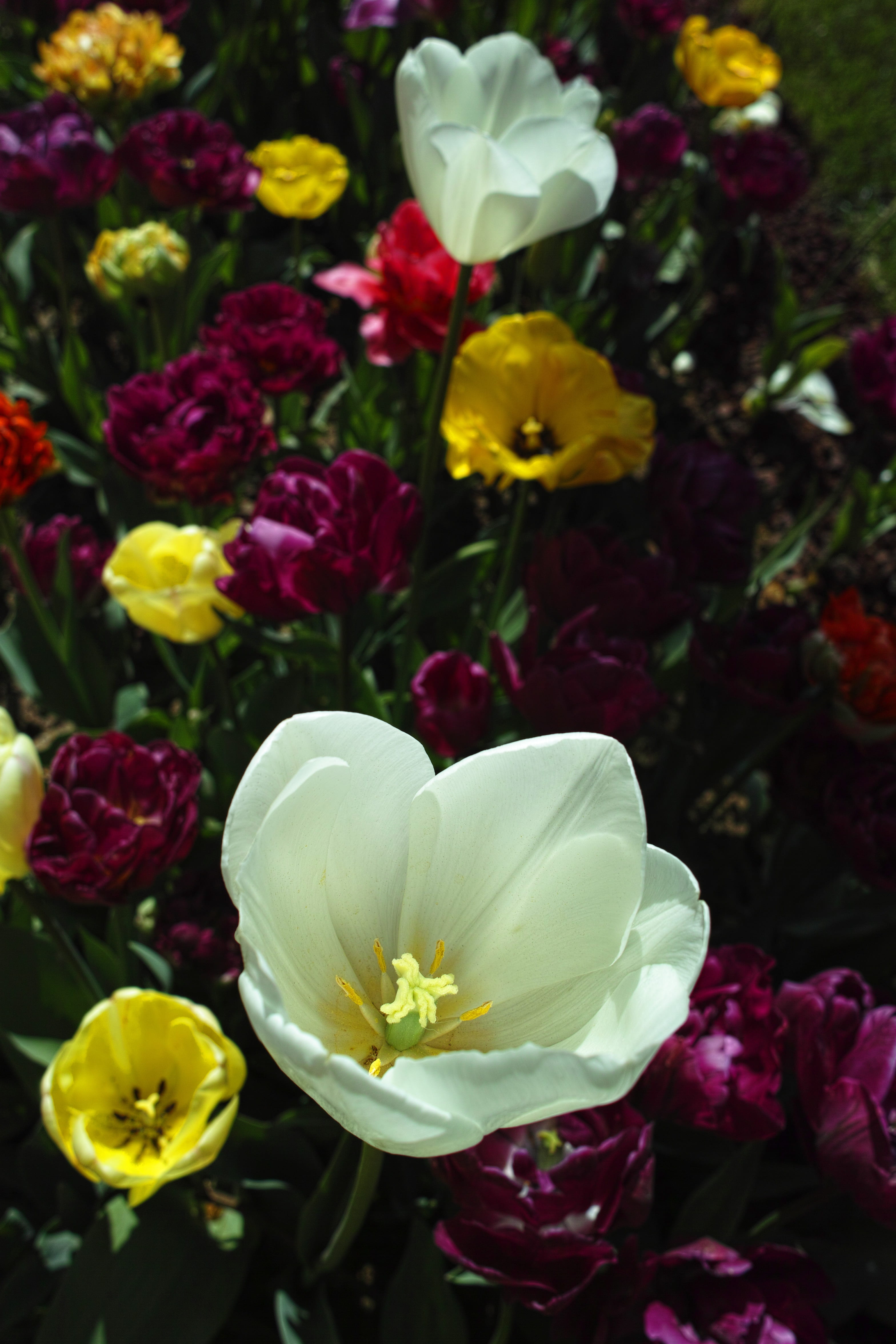 outdoors, backgrounds, fragility, flower picture, spring flowers, freshness, summer, flower arrangement, green, vivid color, flowers, 4K, park, spring, Phone HD Wallpaper