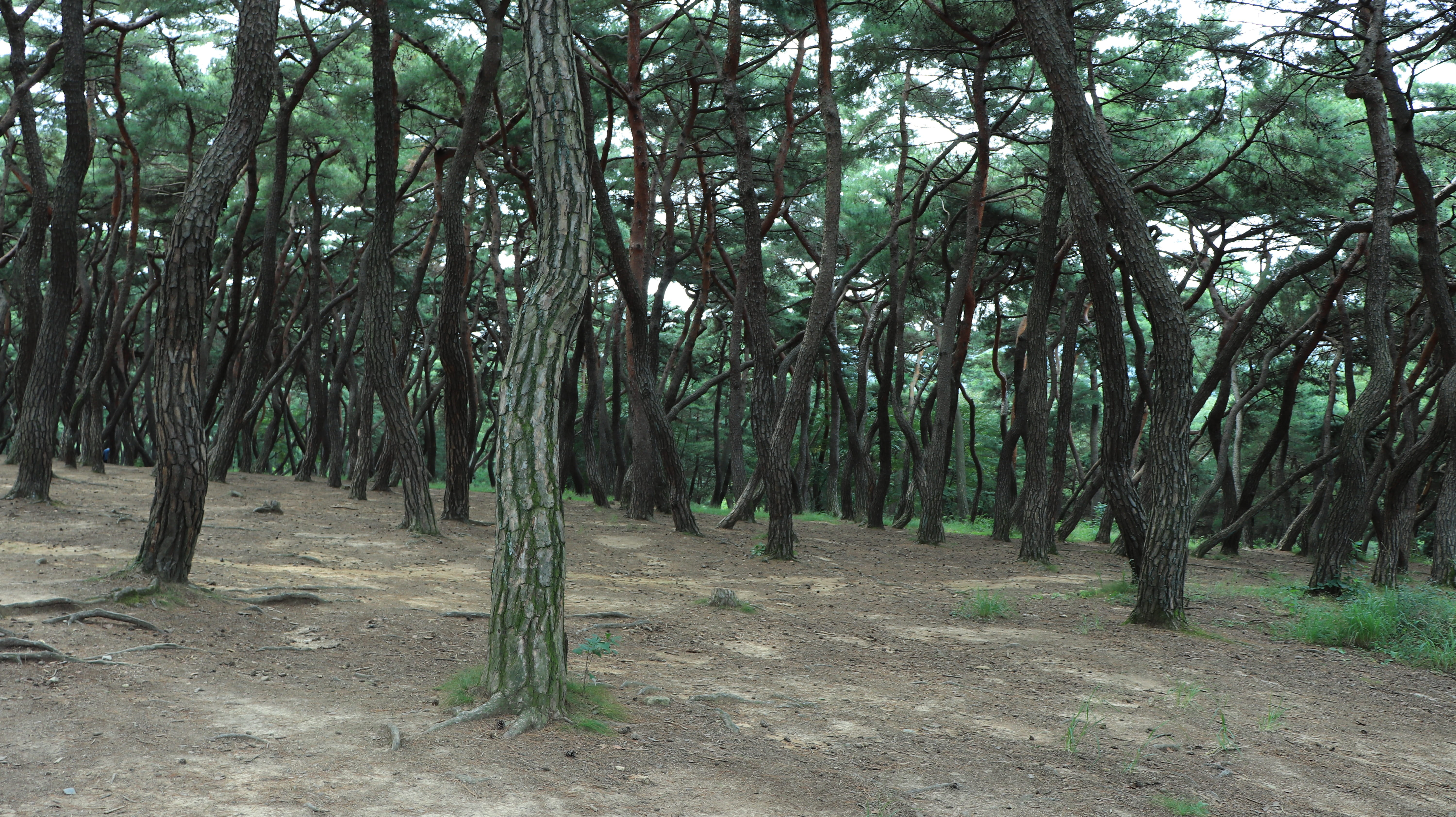outdoor, growth, gyeongju, tour, daytime, stone, national, wooden, turquoise, republic of korea, go, abundance, tranquility, trunk, tranquil scene, sol, HD Wallpaper