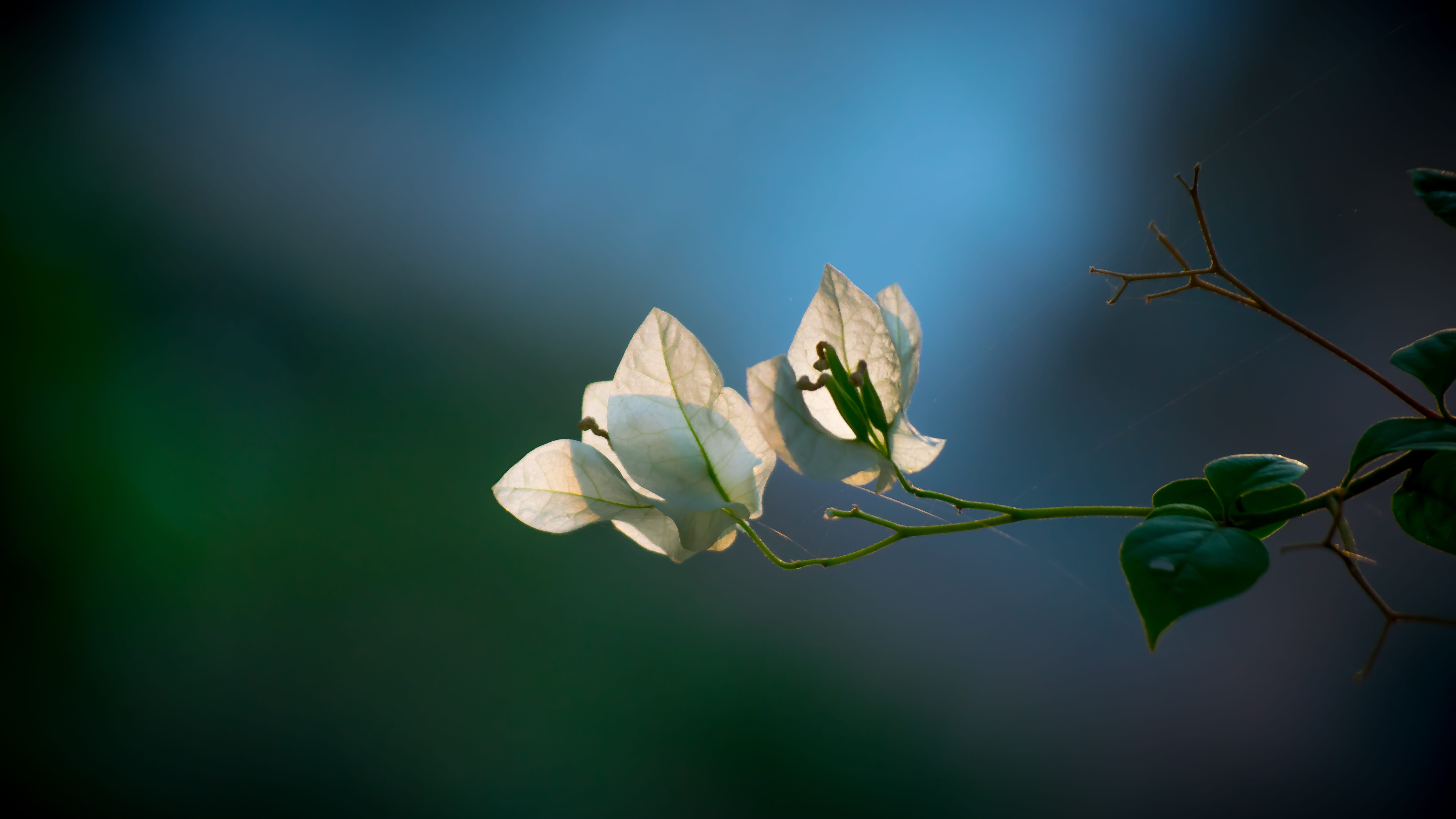 selective Focus, blue, nature, tree, inflorescence, sunlight, season, green, defocused, white color, freshness, plant part, summer, spring, macro, 5K, HD Wallpaper