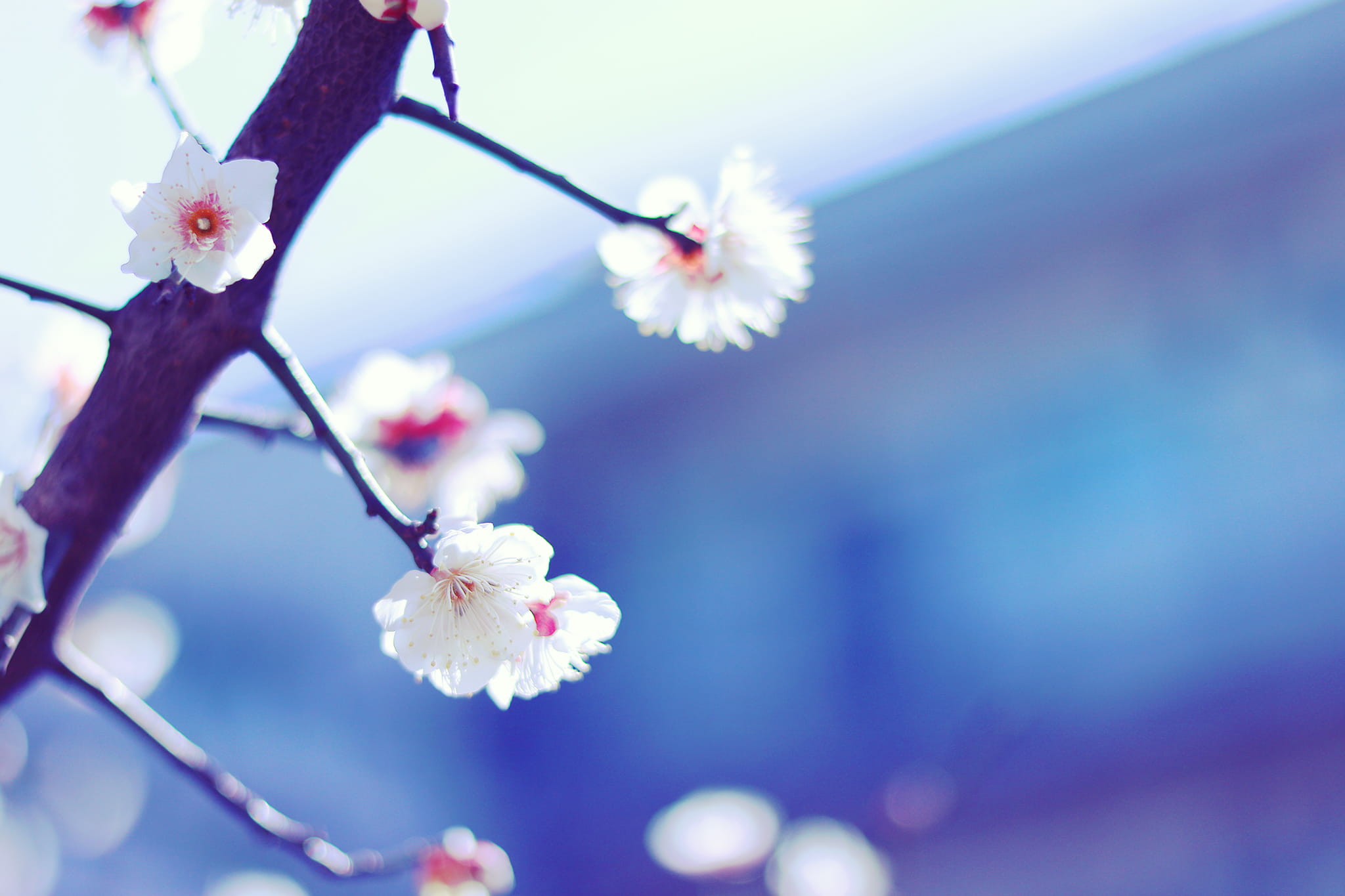 selective, white color, branch, cherry Blossom, petal, japan, outdoors, vulnerability, focus on foreground, tree, plum blossom, springtime, no people, pink Color, HD Wallpaper