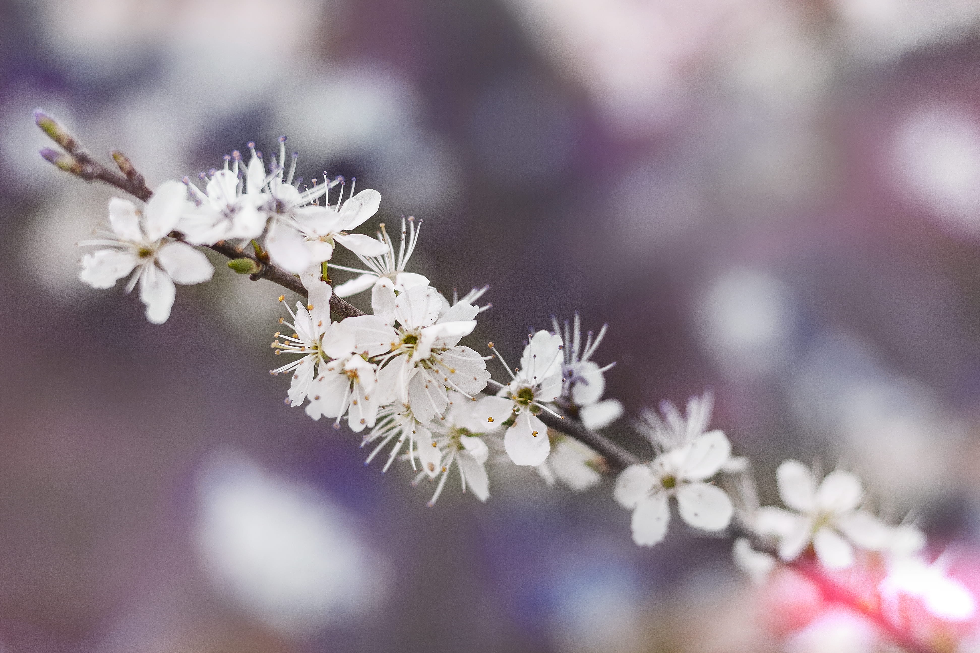 tree, photography, growth, cherry tree, focus on foreground, pollen, season, bloom, cherry blossom, blossom, selective focus, color Image, focus, spring, HD Wallpaper