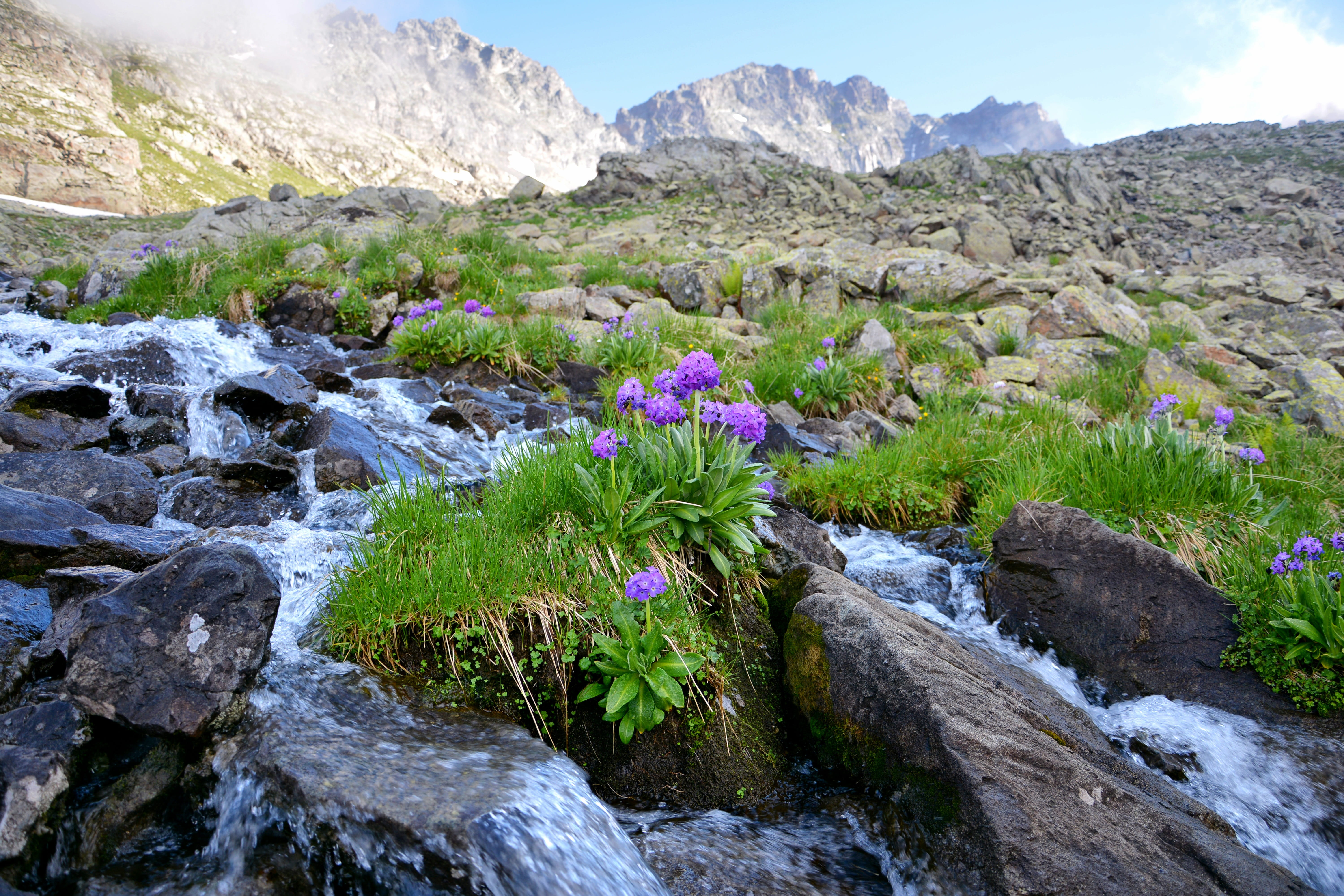 tranquil scene, spring, flower picture, landscapes nature, the leaves are, botanical, stream - flowing water, mountain, vivid color, flora, detail shots, HD Wallpaper