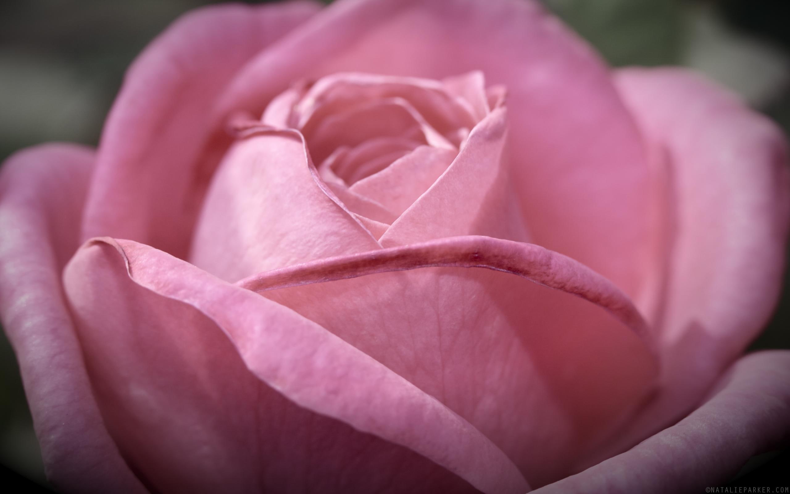 grace, colored, 3d and abstract, rose, behold, 2K, pink, soft, fun and happiness, HD Wallpaper