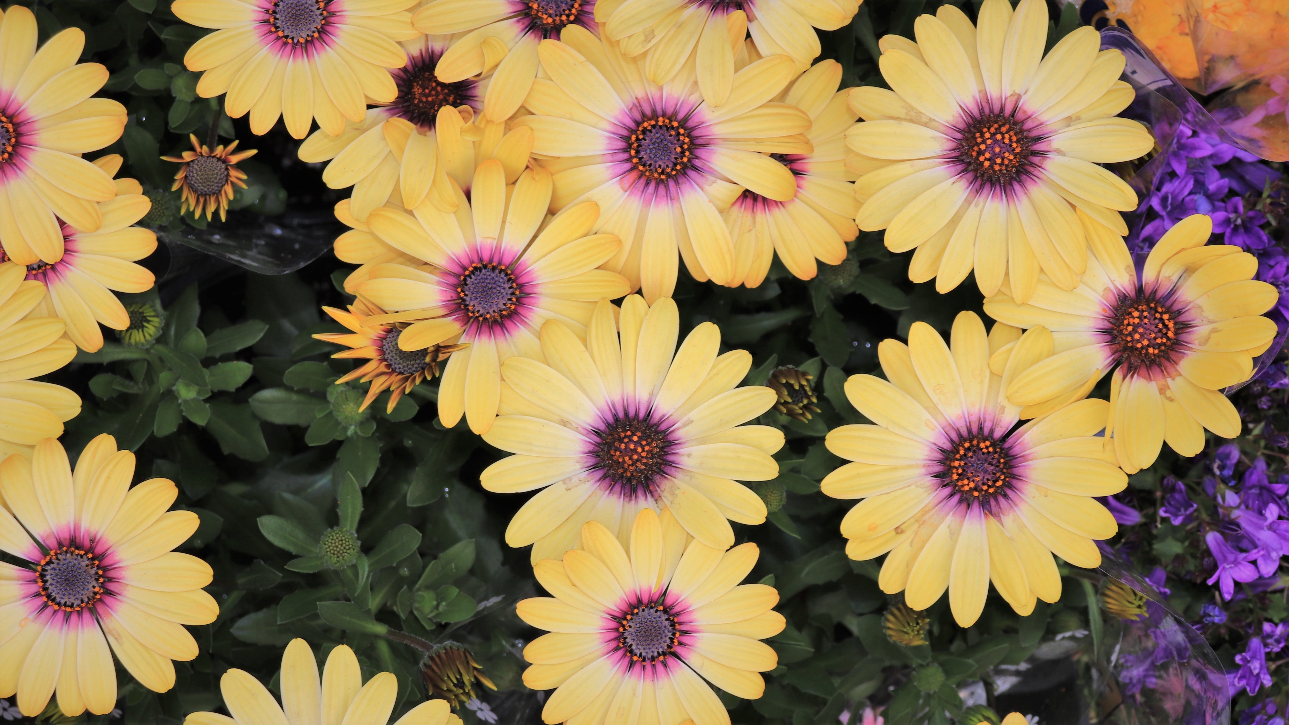 freshness, chrysanthemum, inflorescence, background photo, flower, blossom, pink color, spring, high angle view, yellow flowers, often, HD Wallpaper