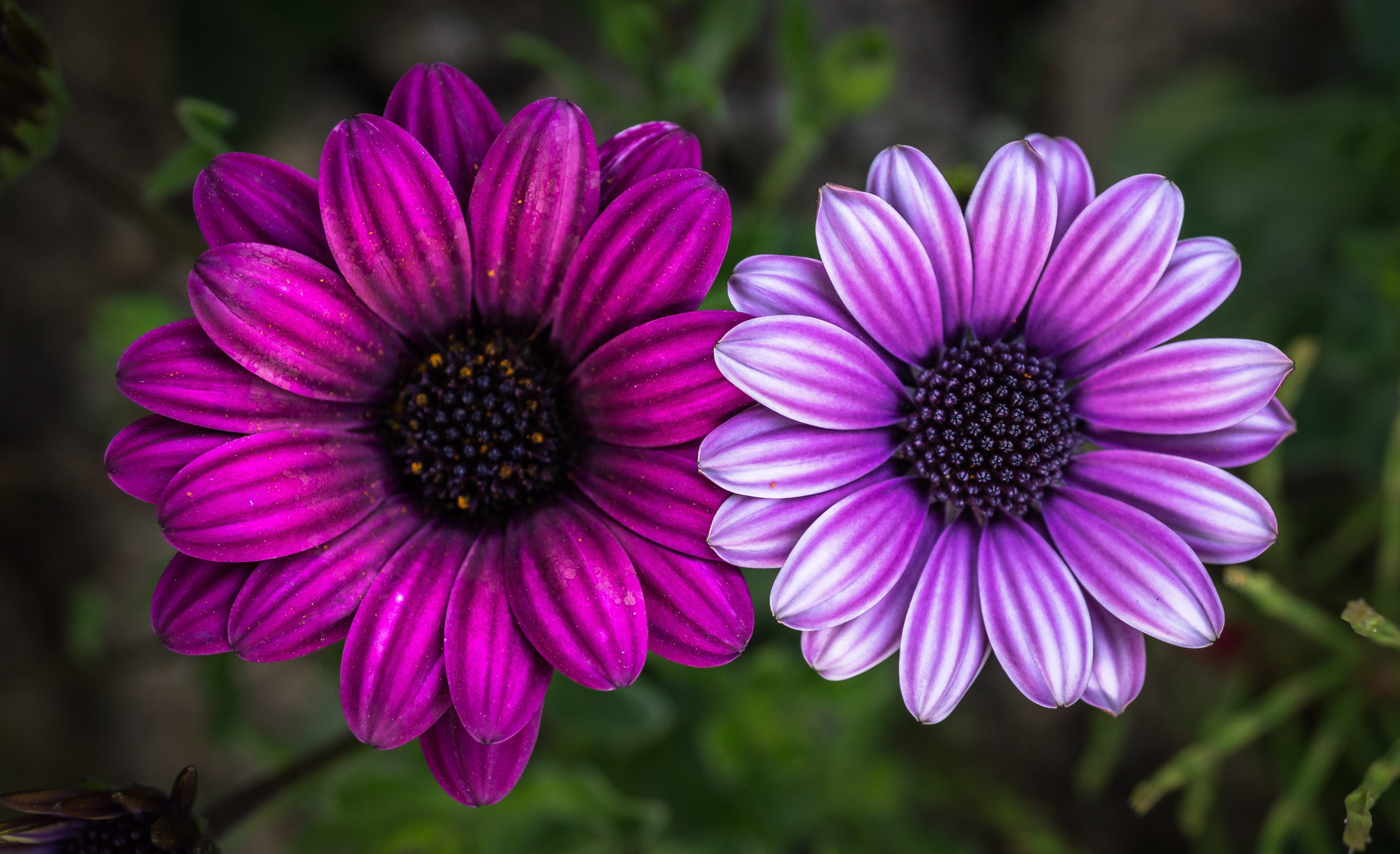 behold, illustration, beauty in nature, purple, bright, no people, spring, plants, 4K, nature, pink, pink flower, focus on foreground, vulnerability, flowering plant, HD Wallpaper