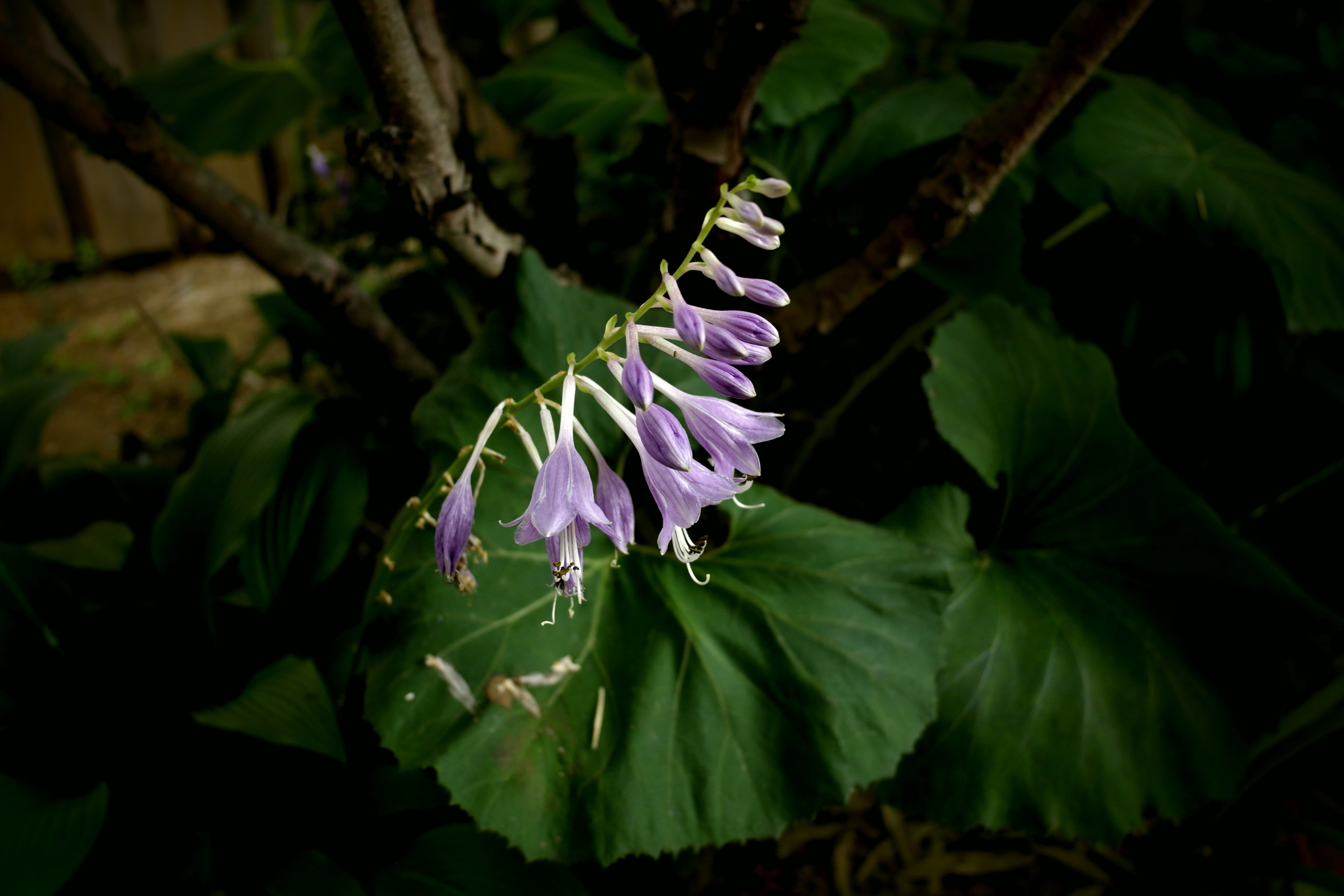 flowering plant, life, inflorescence, green color, purple, plant part, plants, beauty, outdoors, close-up, leaf, nature, purple flowers, flower gardens, HD Wallpaper