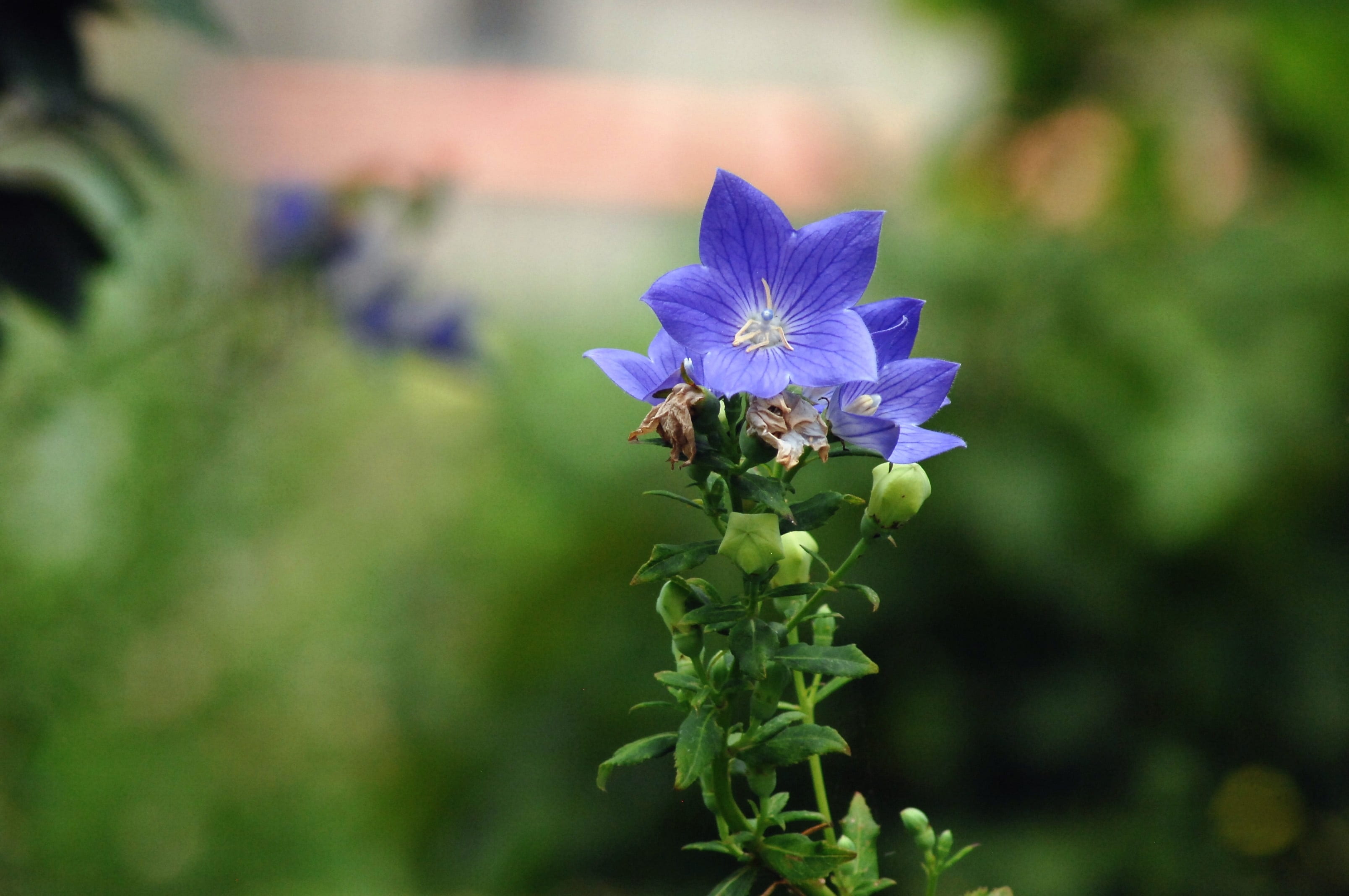 field, flowering plant, bellflower flower, growth, plant, animal themes, bee, animal, 2K, focus on foreground, petal, no people, purple, inflorescence, HD Wallpaper