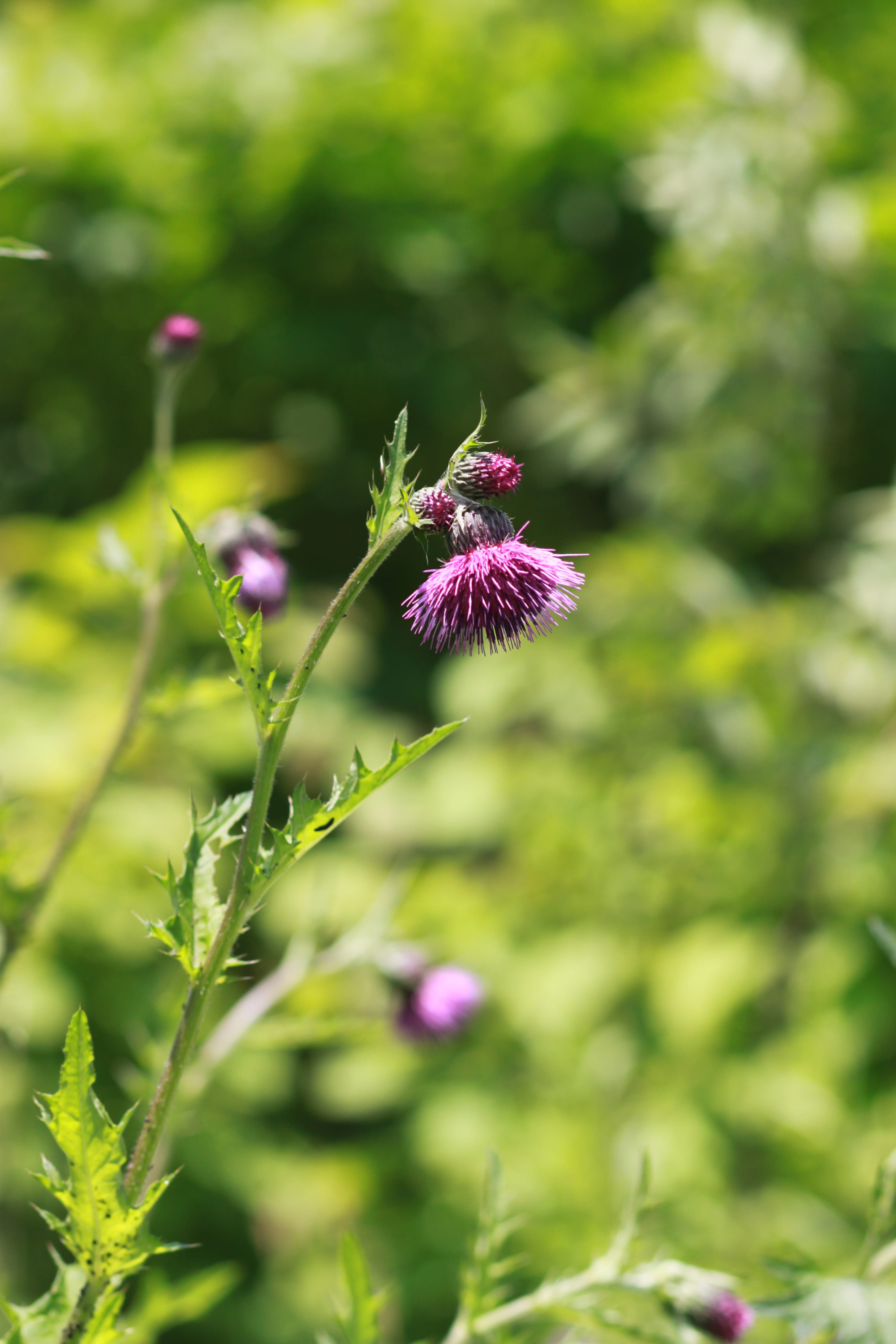 growth, freshness, green color, plants, flowers, pollination, purple, pink color, outdoors, flower, petal, 4K, close-up, nature, fragility, behold, field, Phone HD Wallpaper