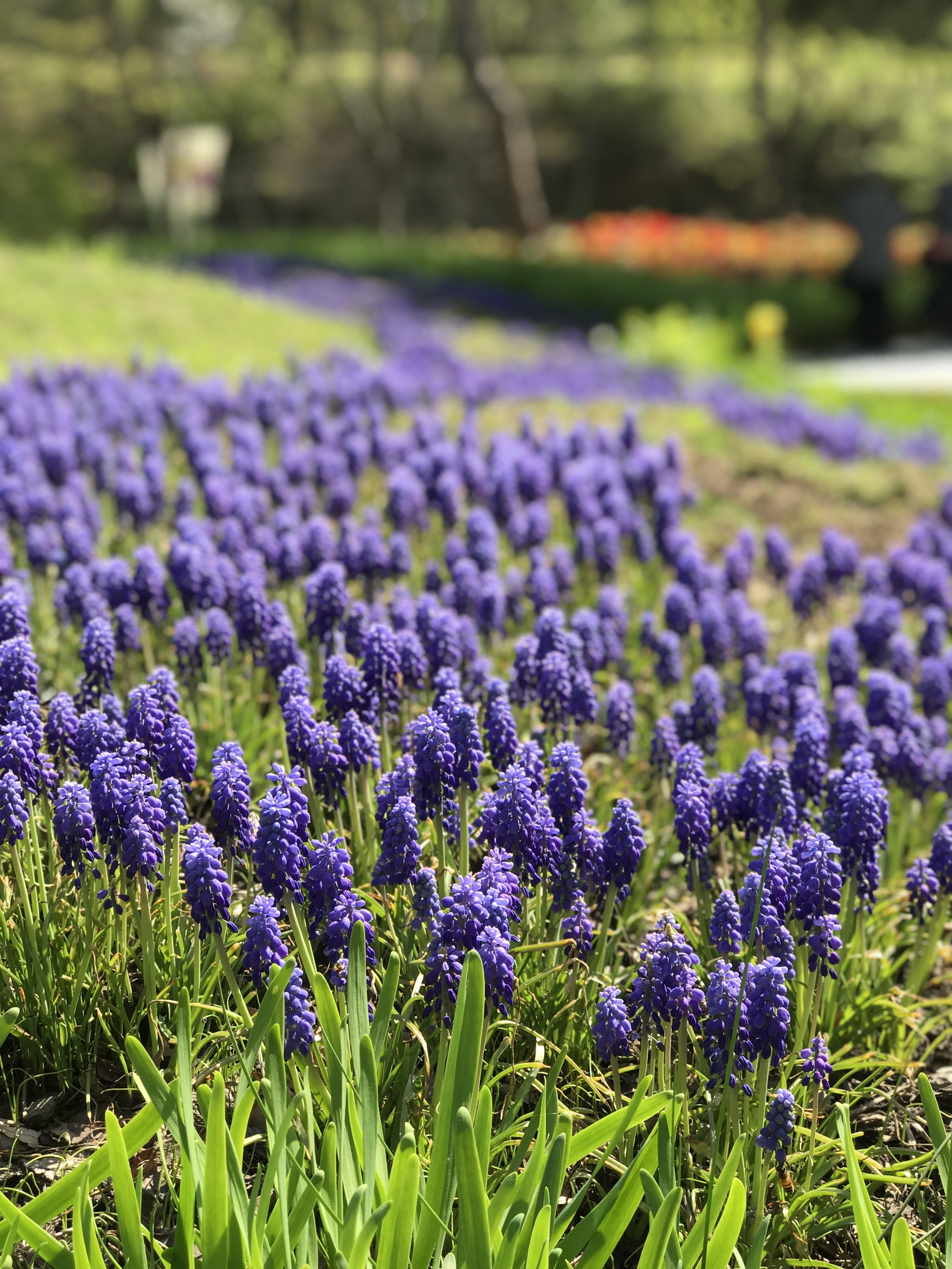 nature, tranquility, freshness, field, day, crocus, 4K, landscape, flowering plant, lavender, plant, plants, muscari, wildflower, no people, purple, land, Phone HD Wallpaper