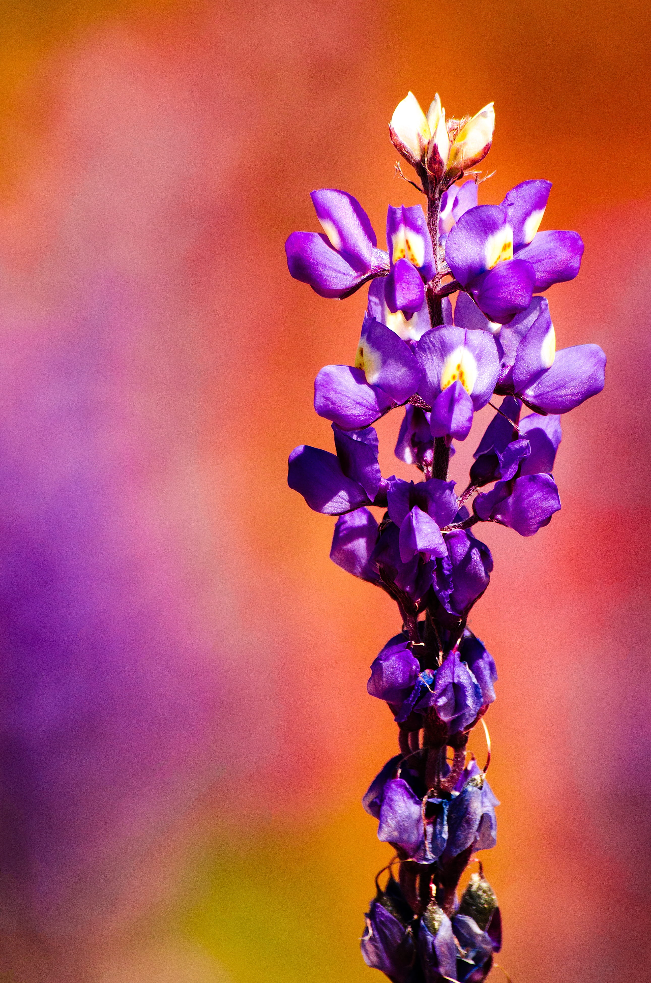 close-up, plant, bunch of flowers, inflorescence, outdoors, fragility, lavender, 4K, nature, purple, no people, petal, botany, flower head, flowers, selective focus, Phone HD Wallpaper