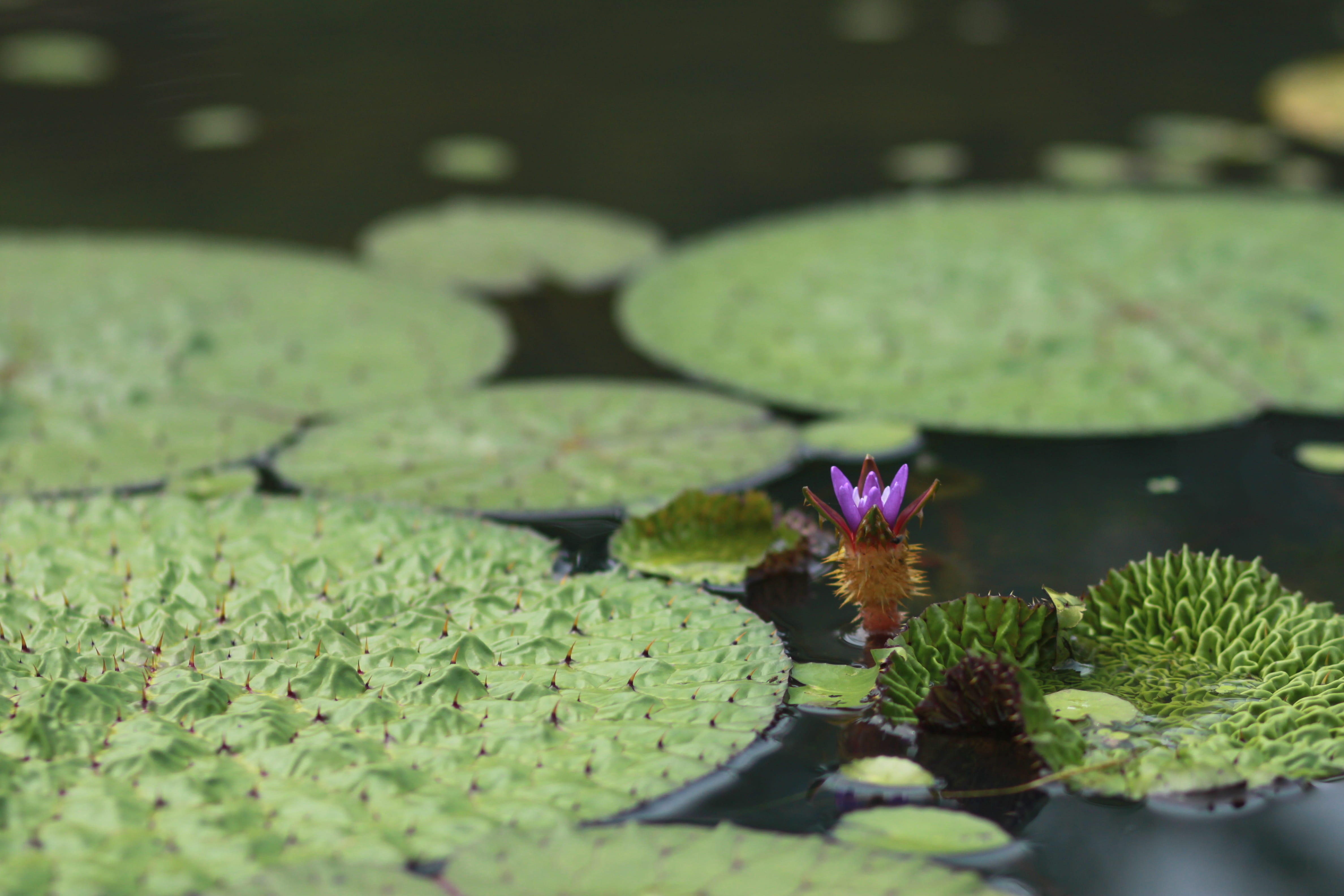 blossom, pond, beauty in nature, peaks, flowers, kite, selective focus, lily, behold, plant part, green color, close-up, pond plants, floating on water, HD Wallpaper