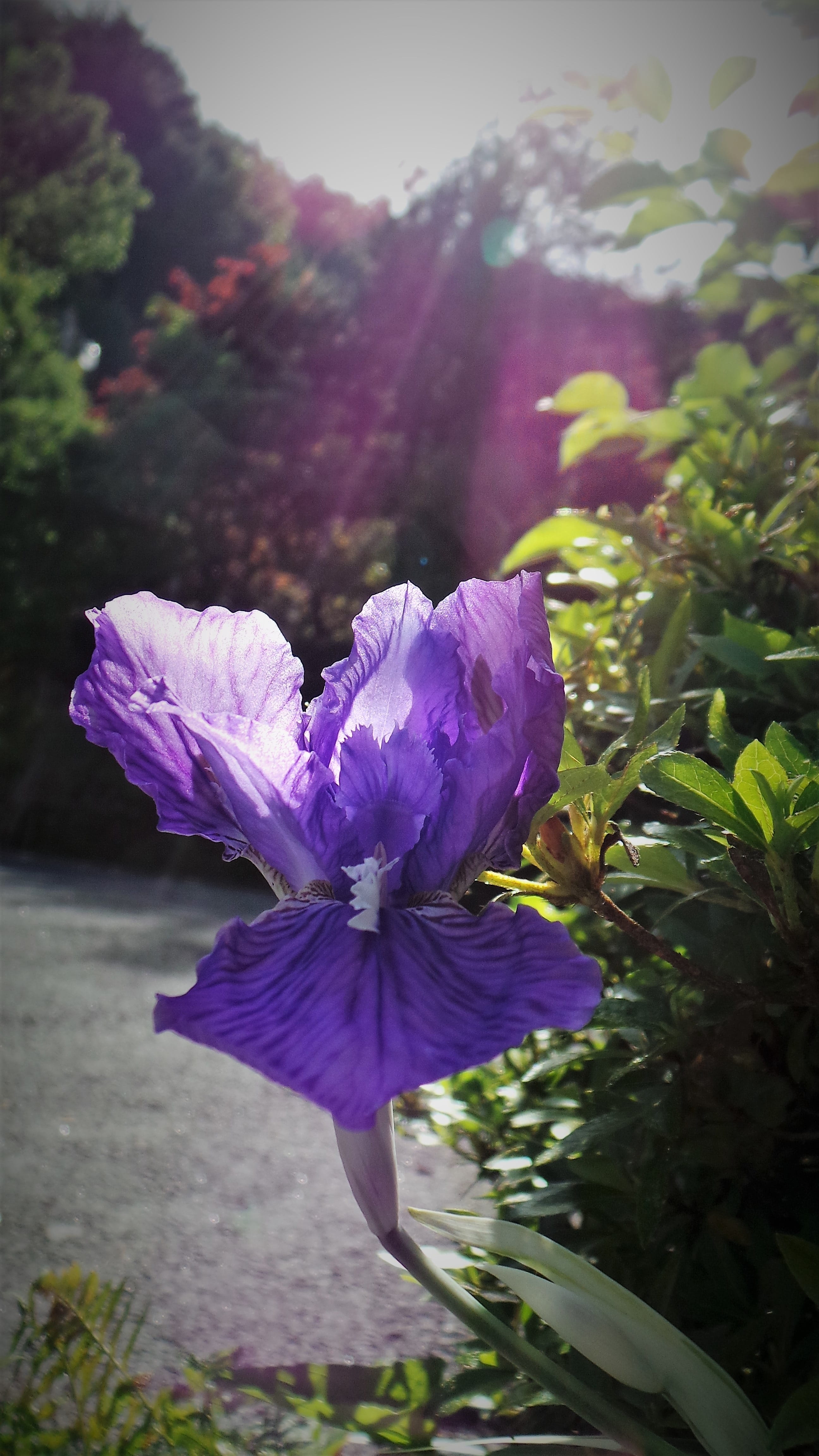 purple, vulnerability, day, nature, no people, flower, freshness, plant part, flowers, iris - plant, petal, fragility, plant, growth, inflorescence, flowering plant, Phone HD Wallpaper