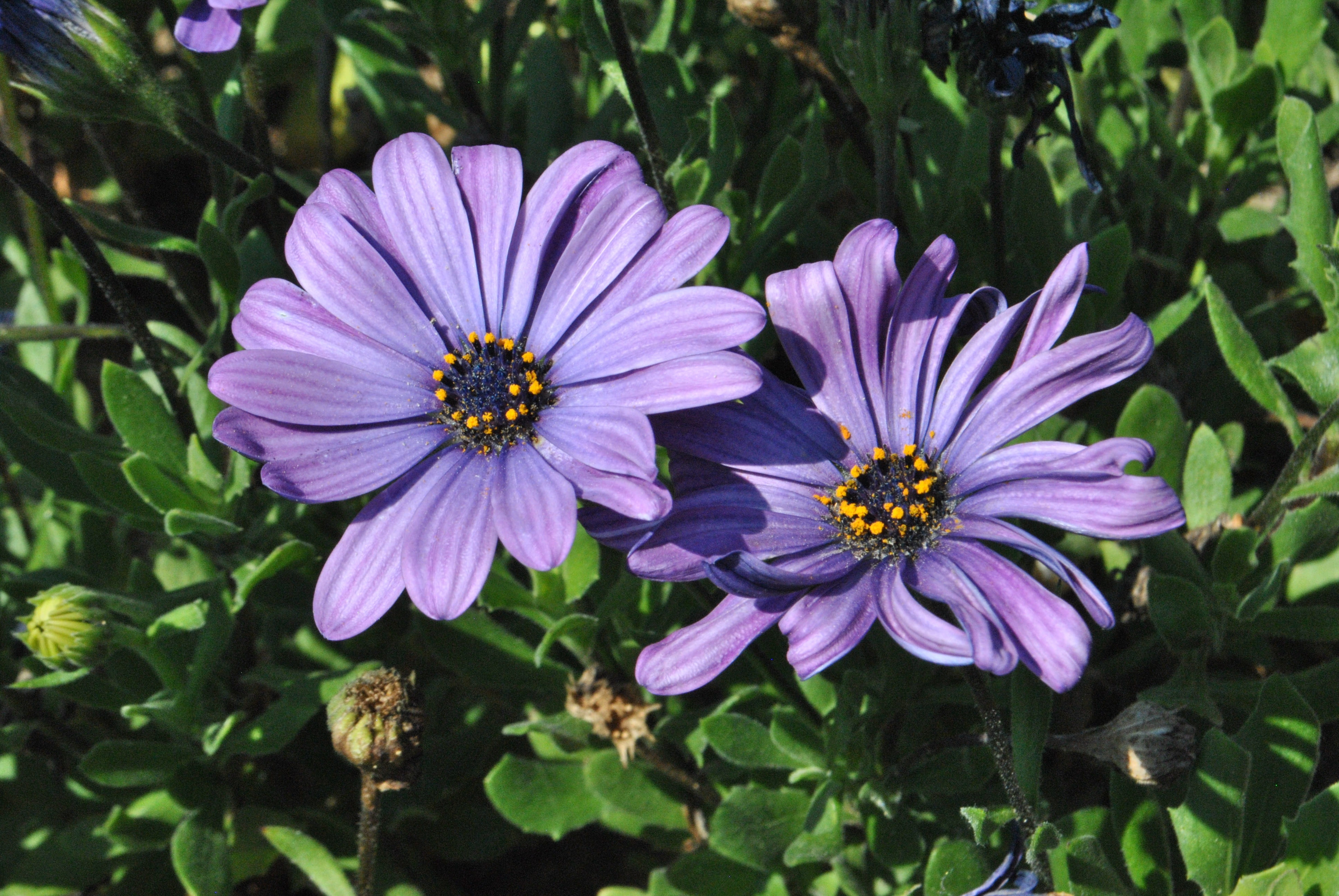 pollination, flower gardens, beauty in nature, behold, flowering plant, close-up, high angle view, day, petal, nature, osteospermum, purple flowers, 4K, HD Wallpaper