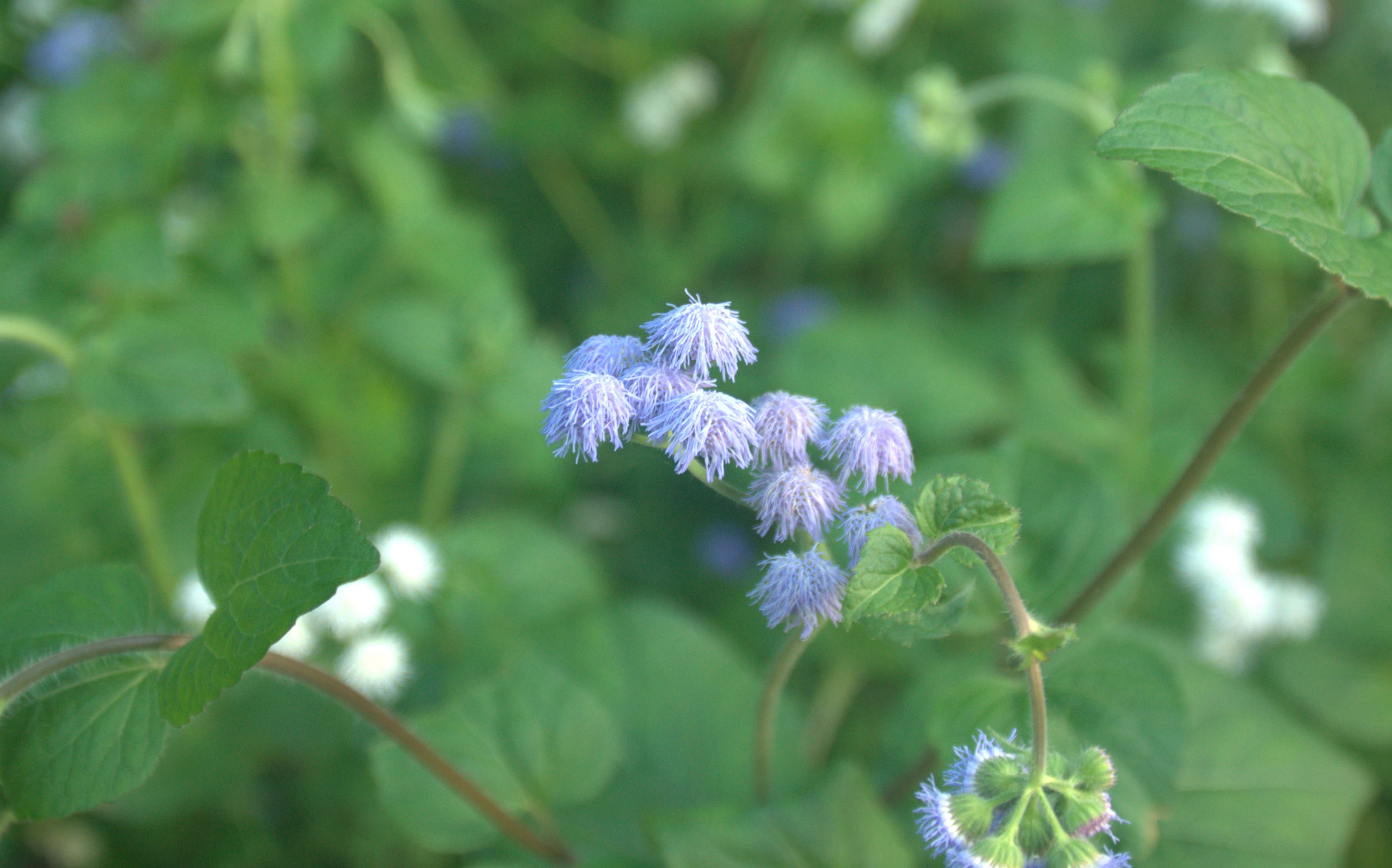 softness, beauty in nature, fragility, close-up, green color, vulnerability, purple, flowering plant, flowers, growth, 2K, plant, plants, no people, lilac, HD Wallpaper